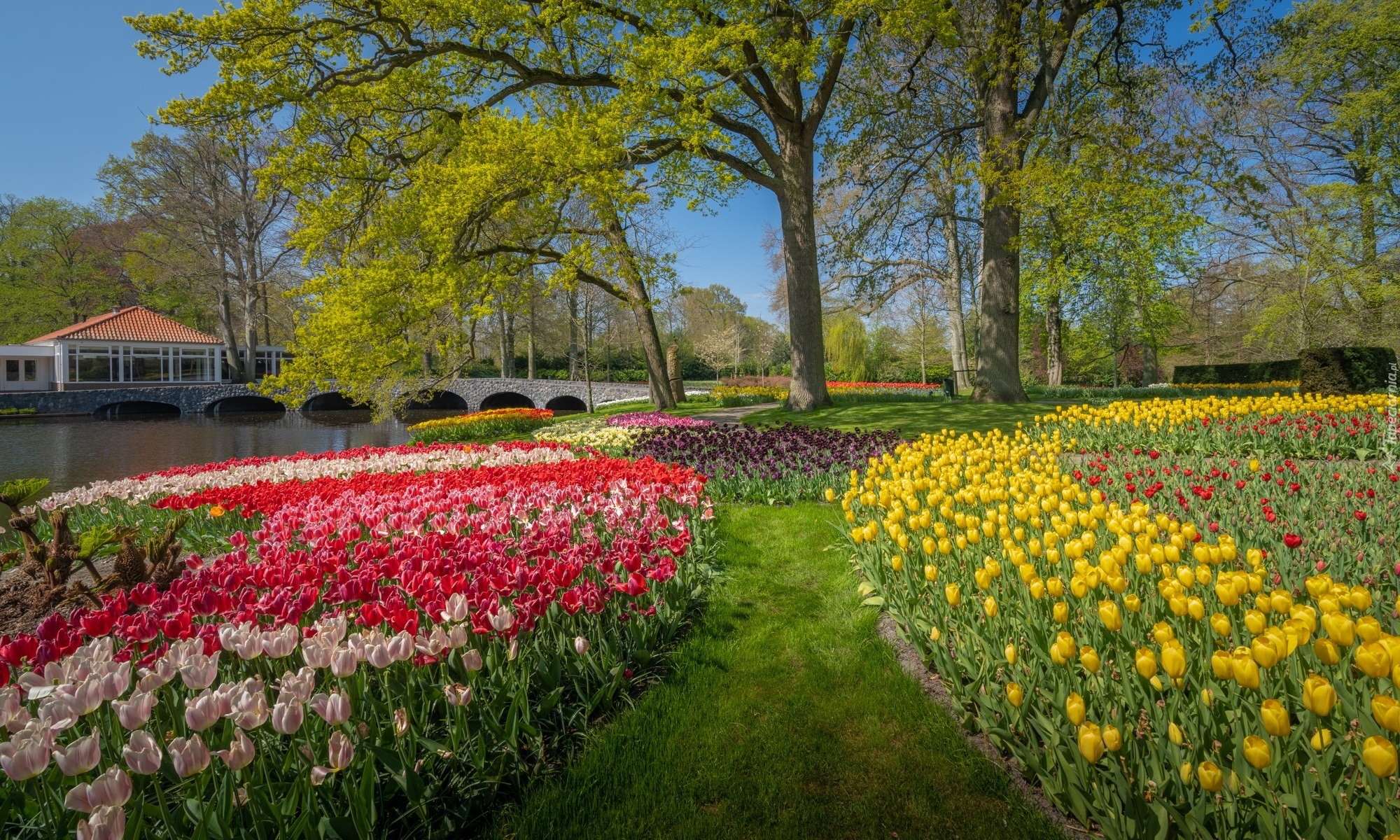 Wiosna, Ogród, Park, Kwiaty, Tulipany, Rzeka, Most, Drzewa, Keukenhof, Holandia