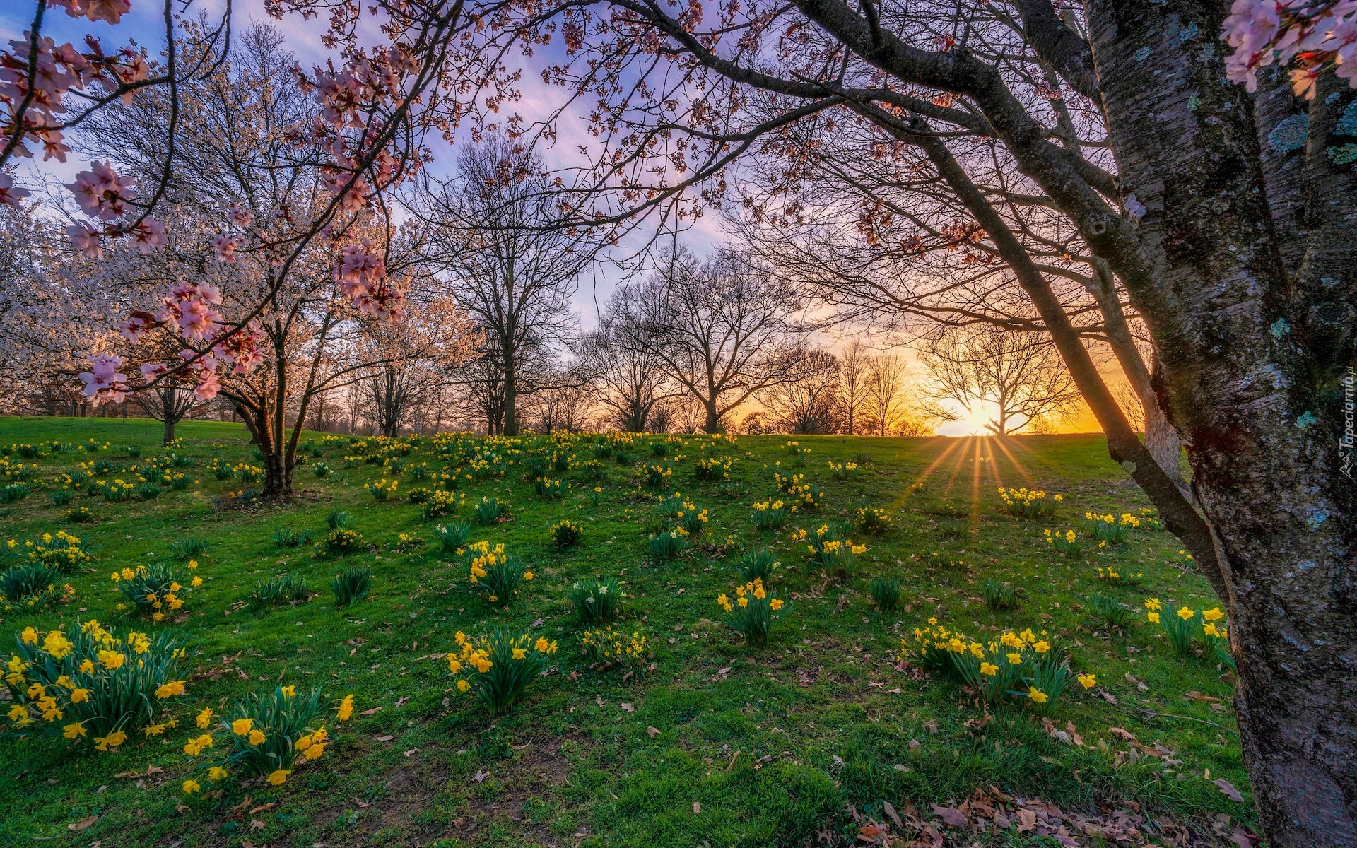 Drzewa, Łąka, Kwiaty, Narcyzy żonkile, Wiosna, Zachód słońca, Park Franklina, Columbus, Ohio, Stany Zjednoczone