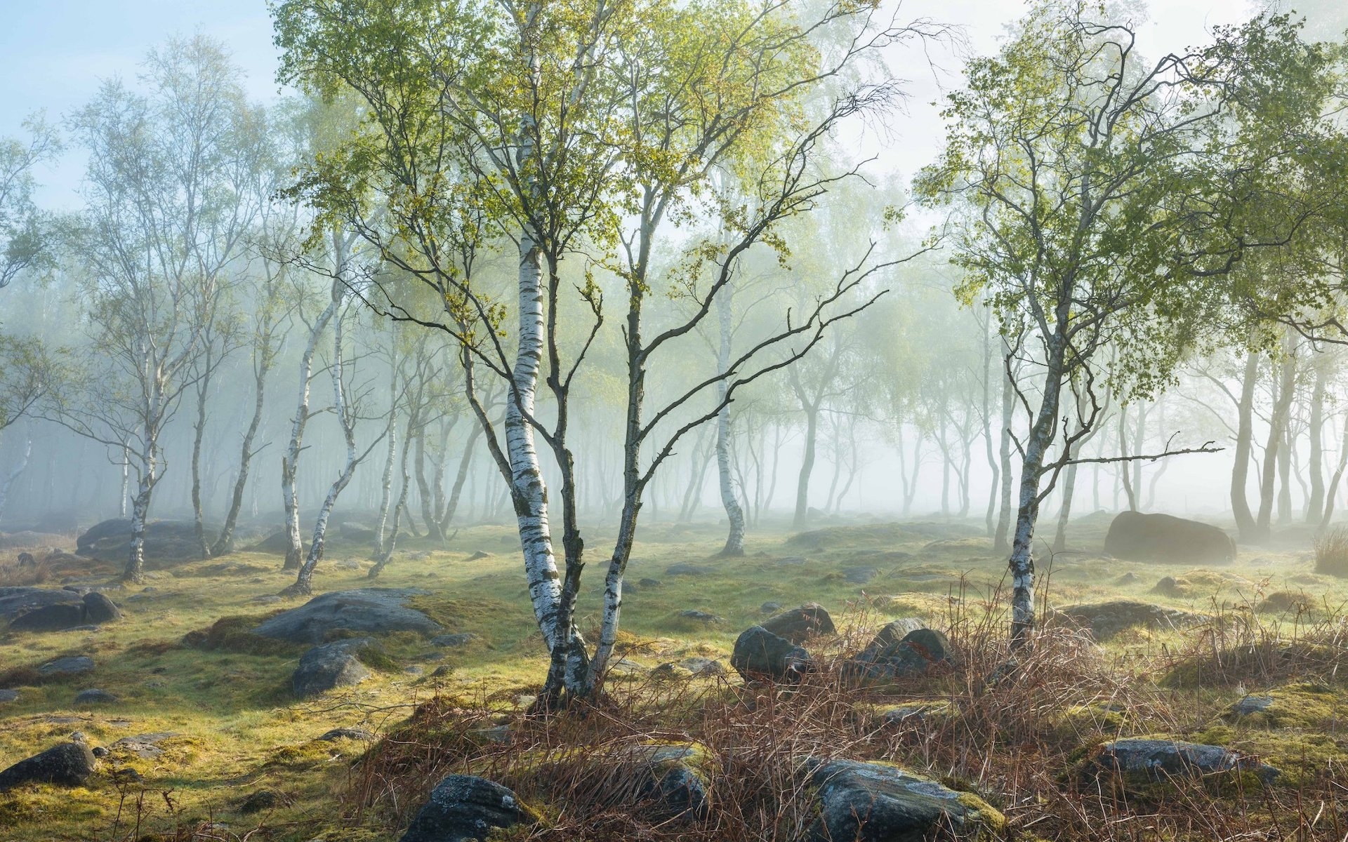 Wiosna, Drzewa, Brzozy, Kamienie, Mgła, Park Narodowy Peak District, Hrabstwo Derbyshire, Anglia