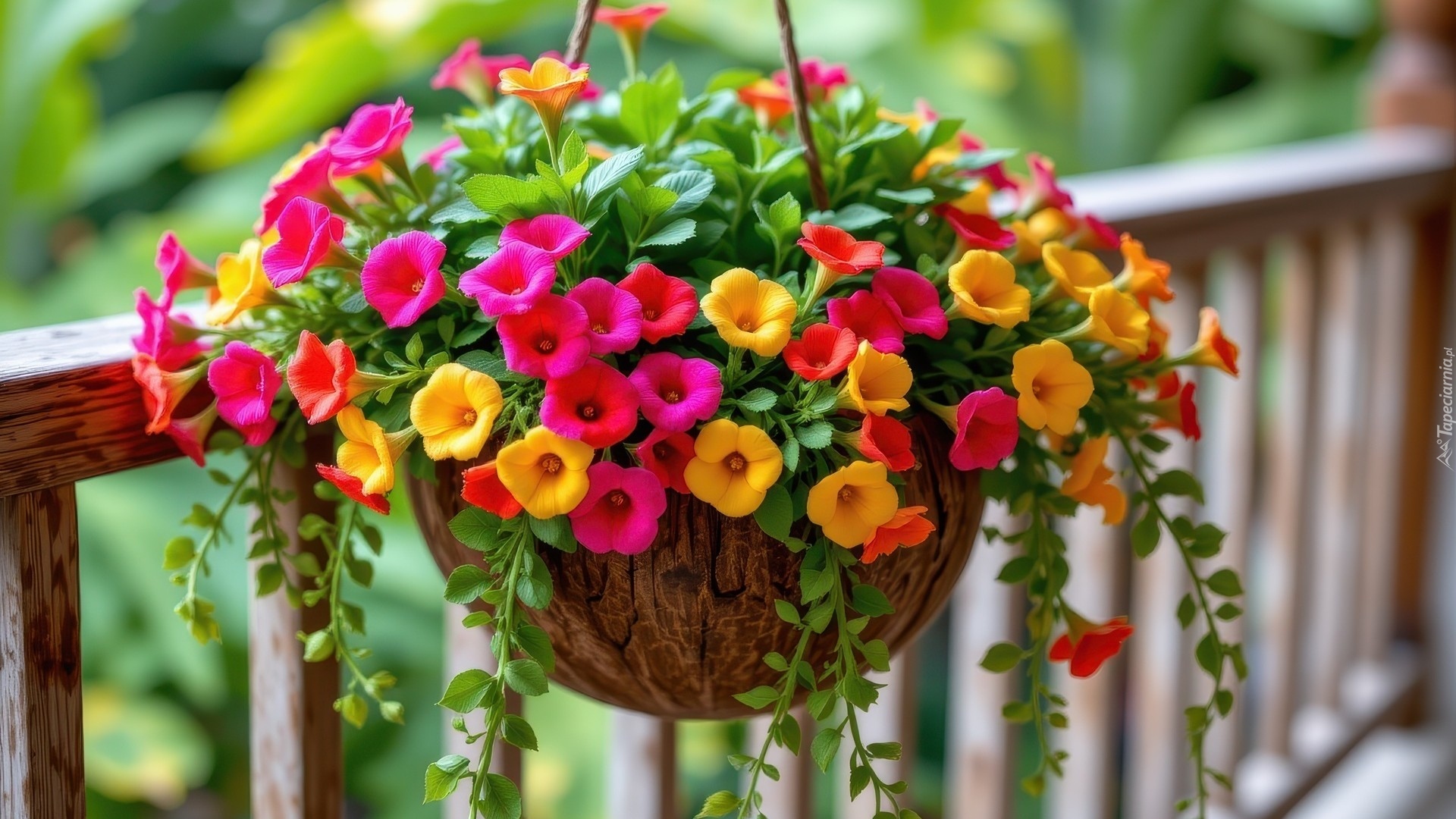 Kolorowe, Kwiaty, Surfinia, Wisząca, Doniczka