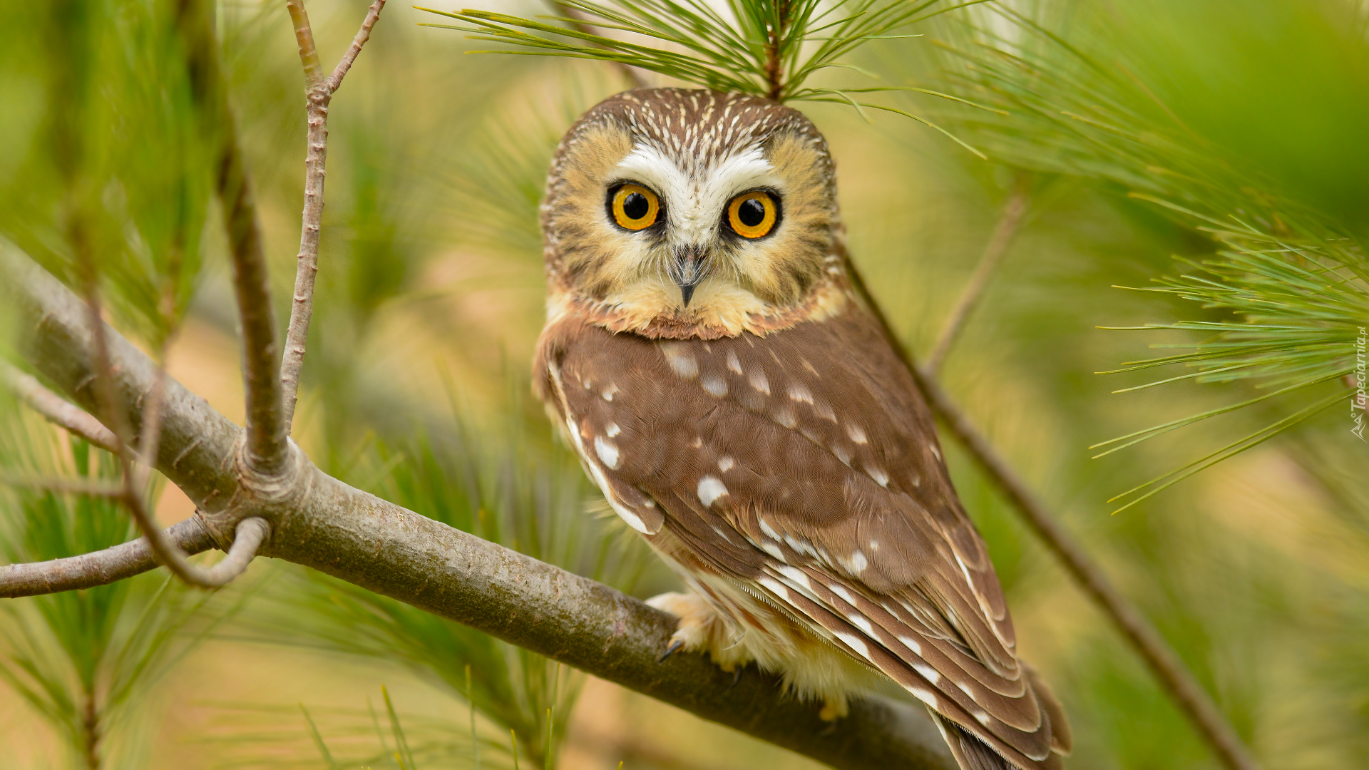 Sowa, Włochatka mała, Gałązki, Sosna