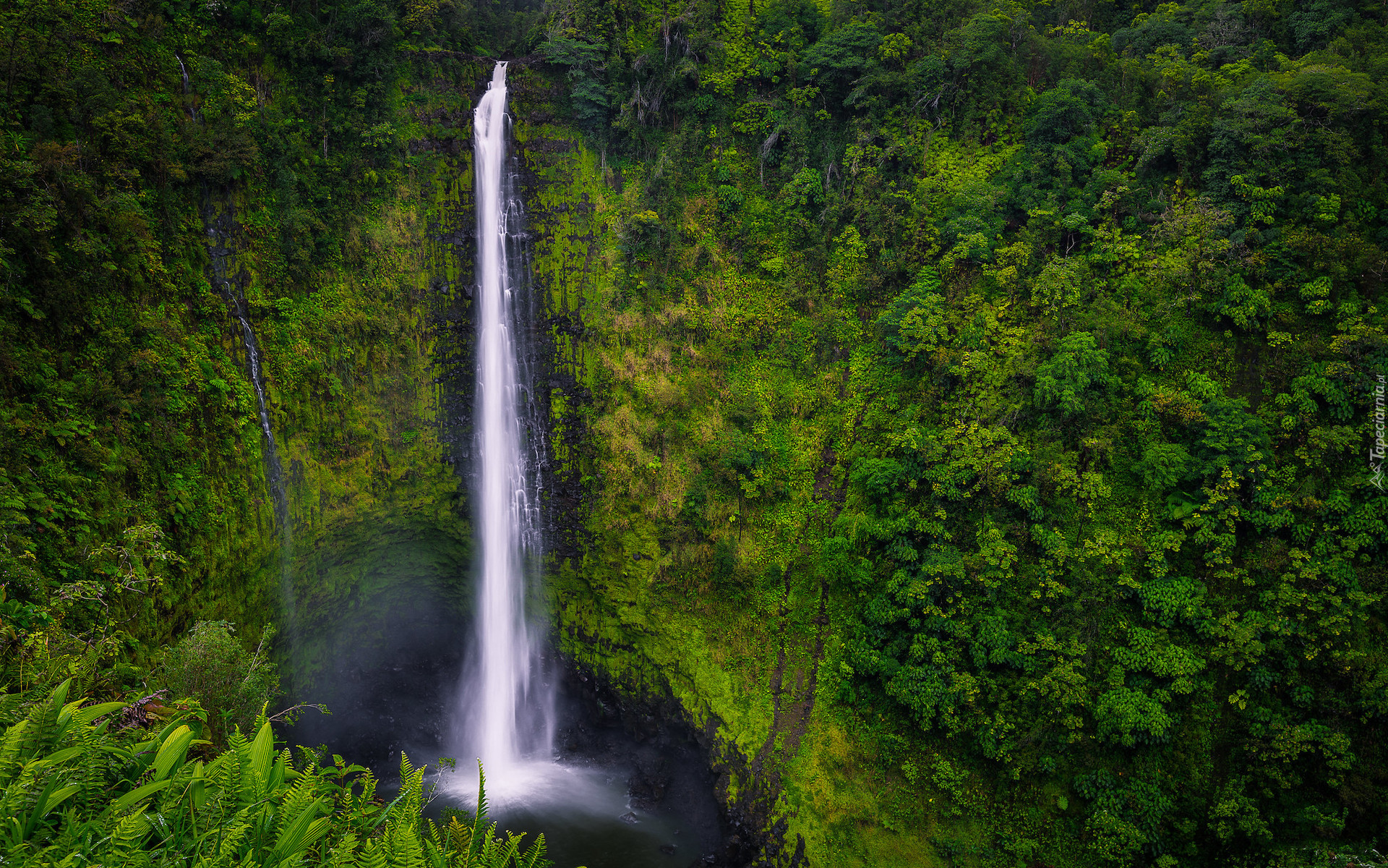 Wodospad, Akaka Falls, Las, Roślinność, Paprocie, Hawaje, Stany Zjednoczone