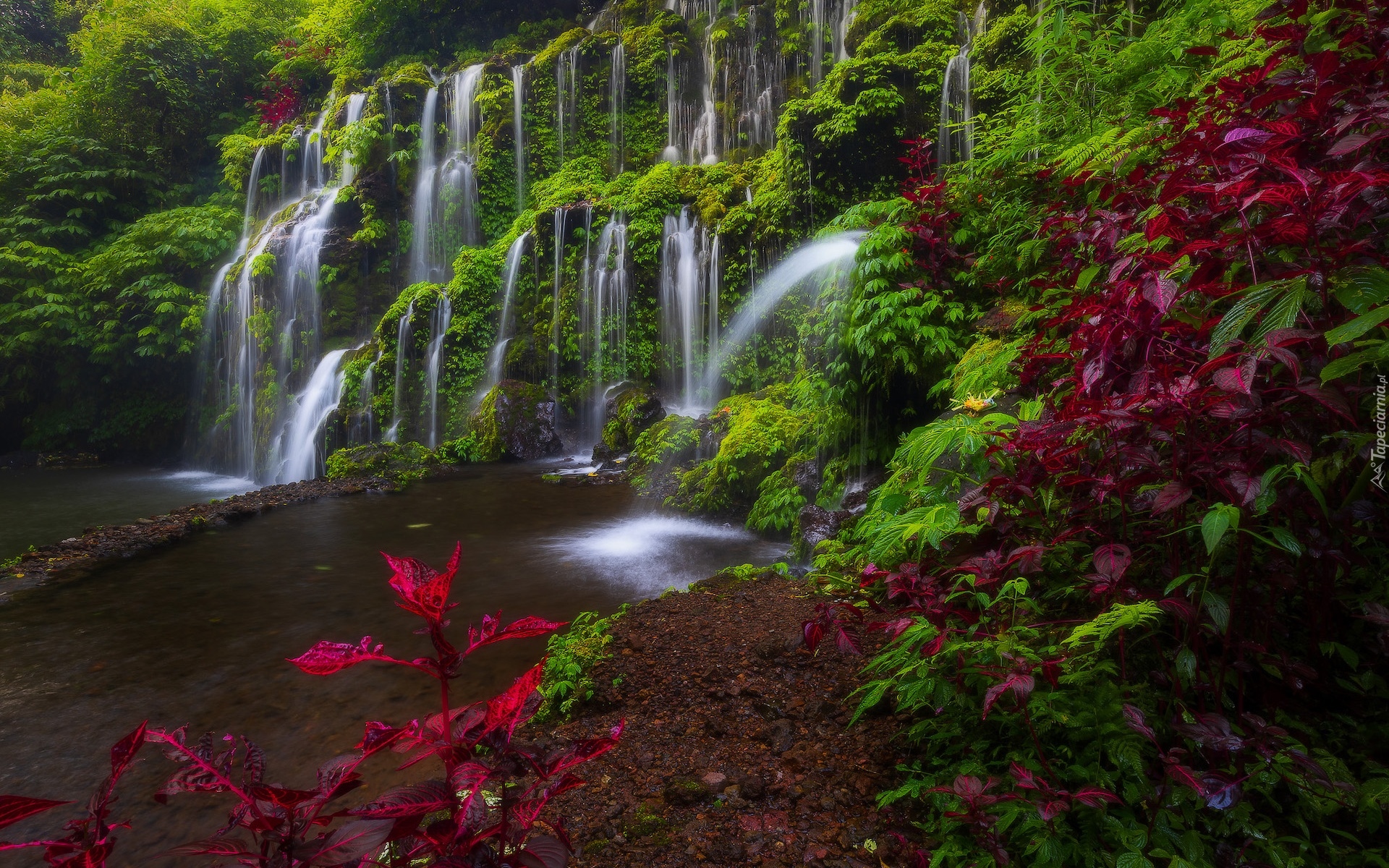 Indonezja, Bali, Okręg Buleleng, Wodospad, Banyu Wana Amertha Falls, Roślinność