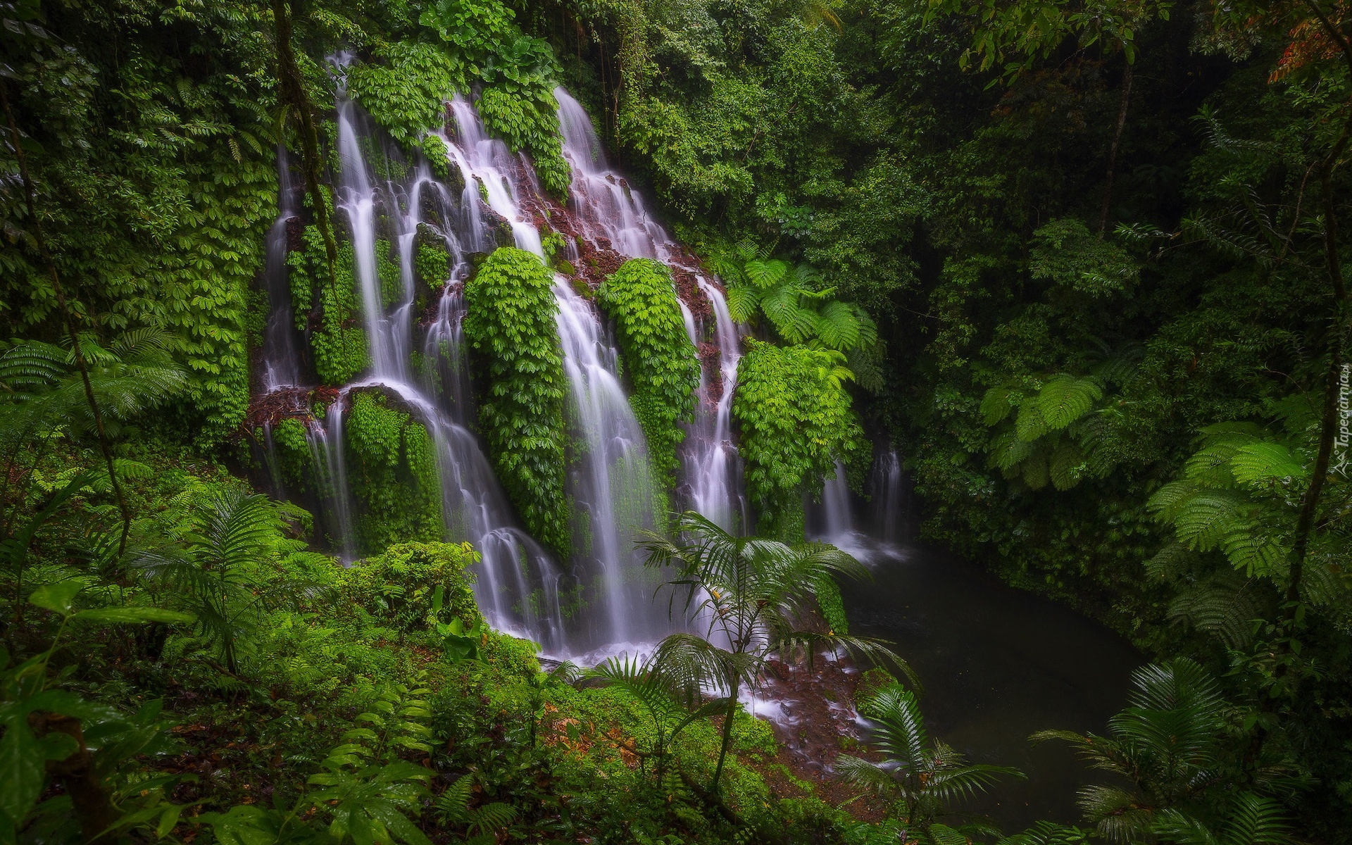 Indonezja, Bali, Okręg Buleleng, Las tropikalny, Wodospad, Banyu Wana Amertha Falls, Roślinność