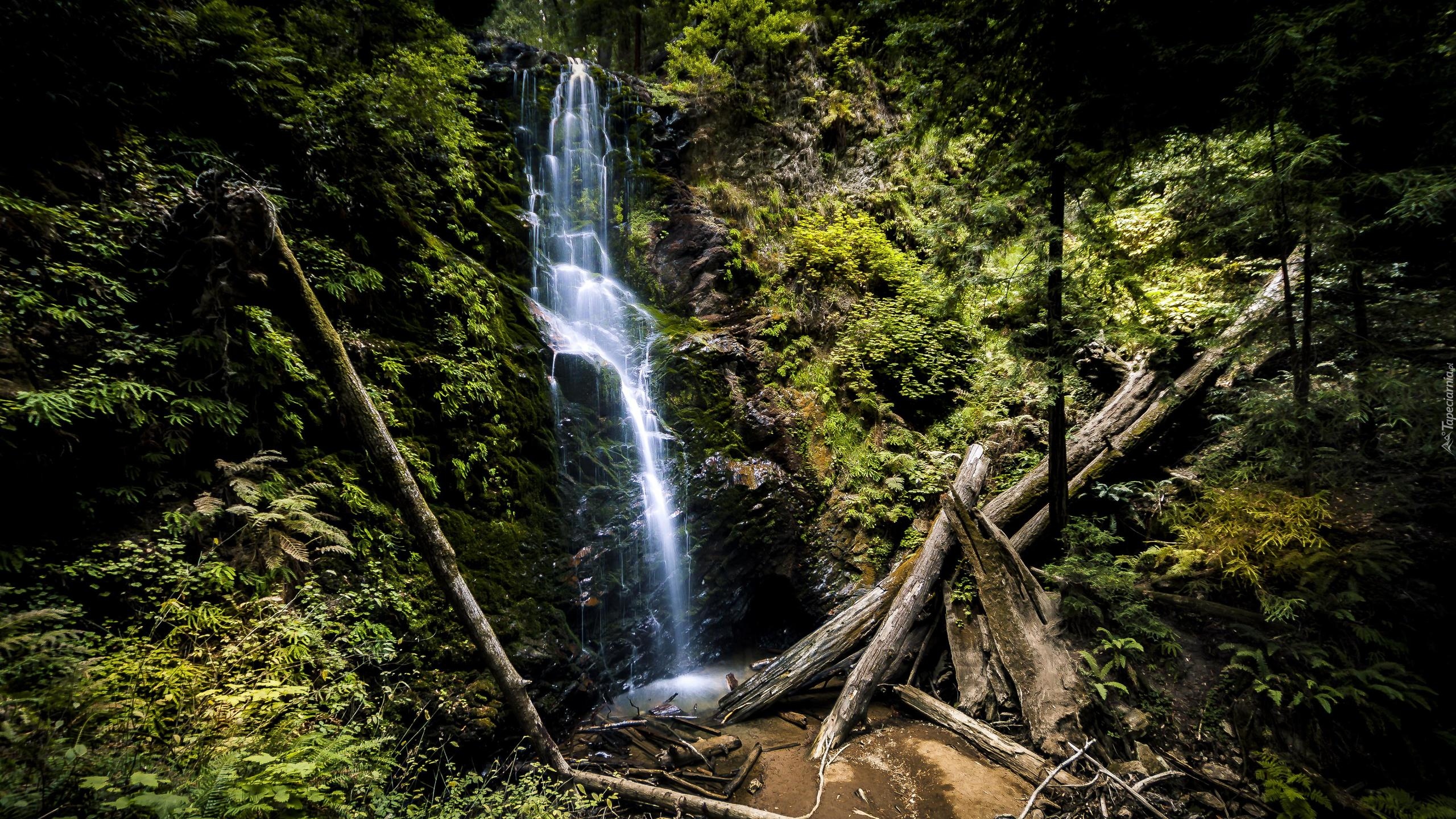 Stany Zjednoczone, Kalifornia, Park stanowy Big Basin Redwoods State Park, Wodospad Berry Creek Falls, Drzewa