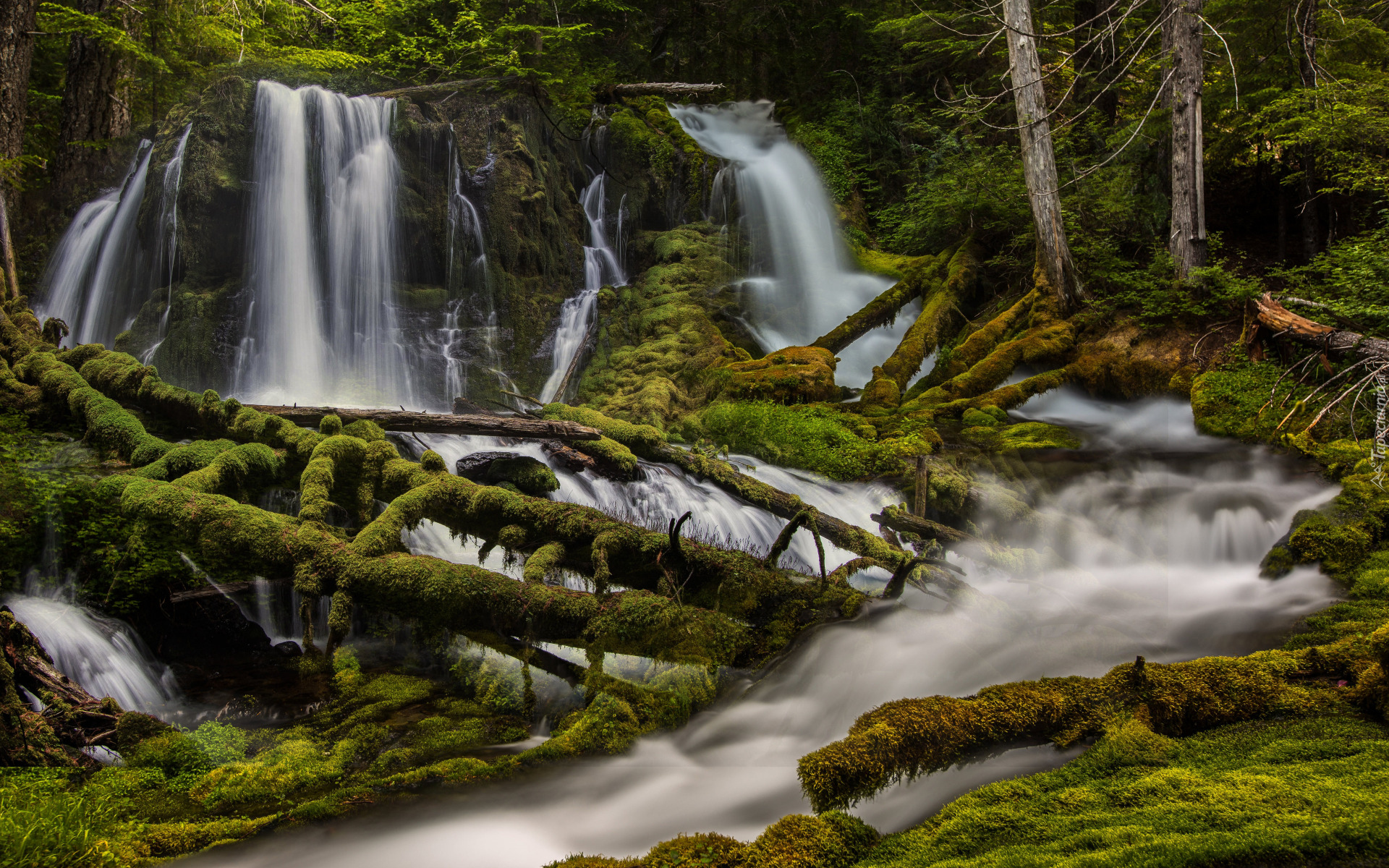 Les, Rzeka, Omszone, Kłody, Drzewa, Wodospad, Big Spring Creek Falls, Skamania, Stan Waszyngton, Stany Zjednoczone