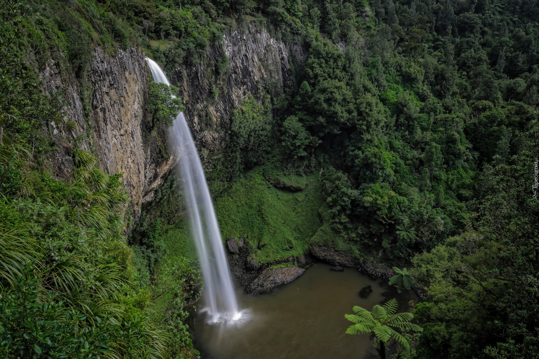 Wodospad Bridal Veil Falls, Las, Skała, Region Waikato, Wyspa Północna, Nowa Zelandia