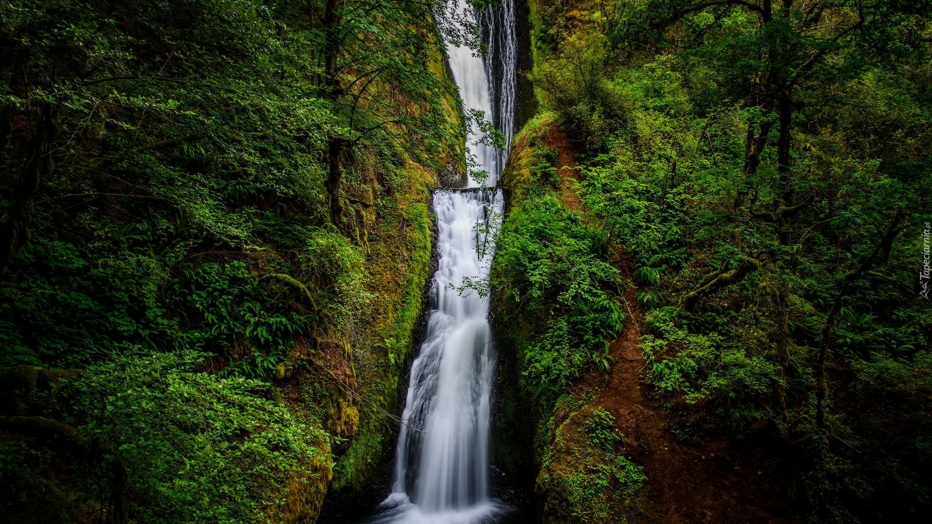 Wodospad, Bridal Veil Falls, Drzewa, Roślinność, Stan Oregon, Stany Zjednoczone