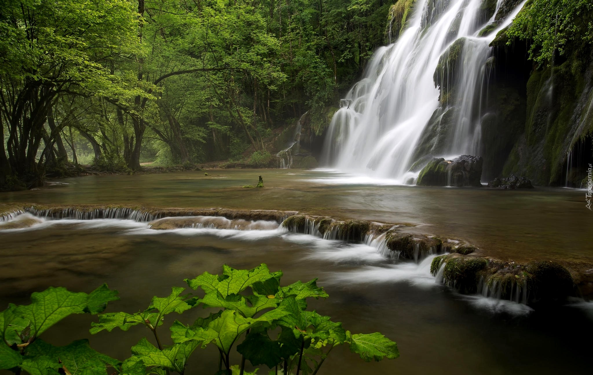 Francja, Wodospad Cascade des Tufs, Las, Rośliny