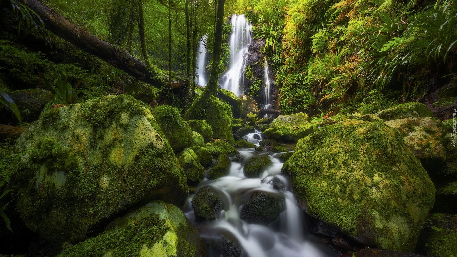 Australia, Queensland, Wodospad, Chalahn Falls, Park Narodowy Lamington, Las, Głazy, Omszałe, Kamienie