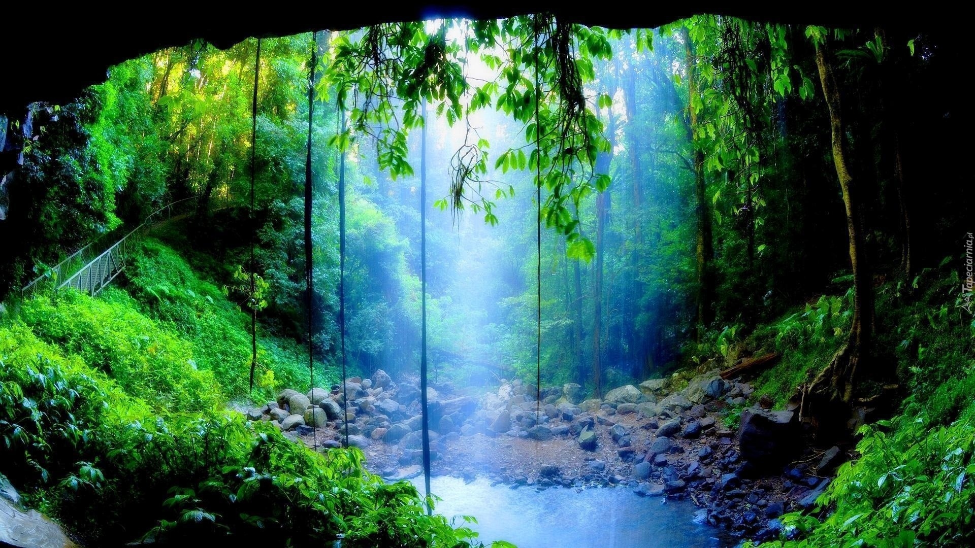 Park Narodowy Dorrigo, Wodospad, Crystal Shower Falls, Rośliny, Nowa Południowa Walia, Australia