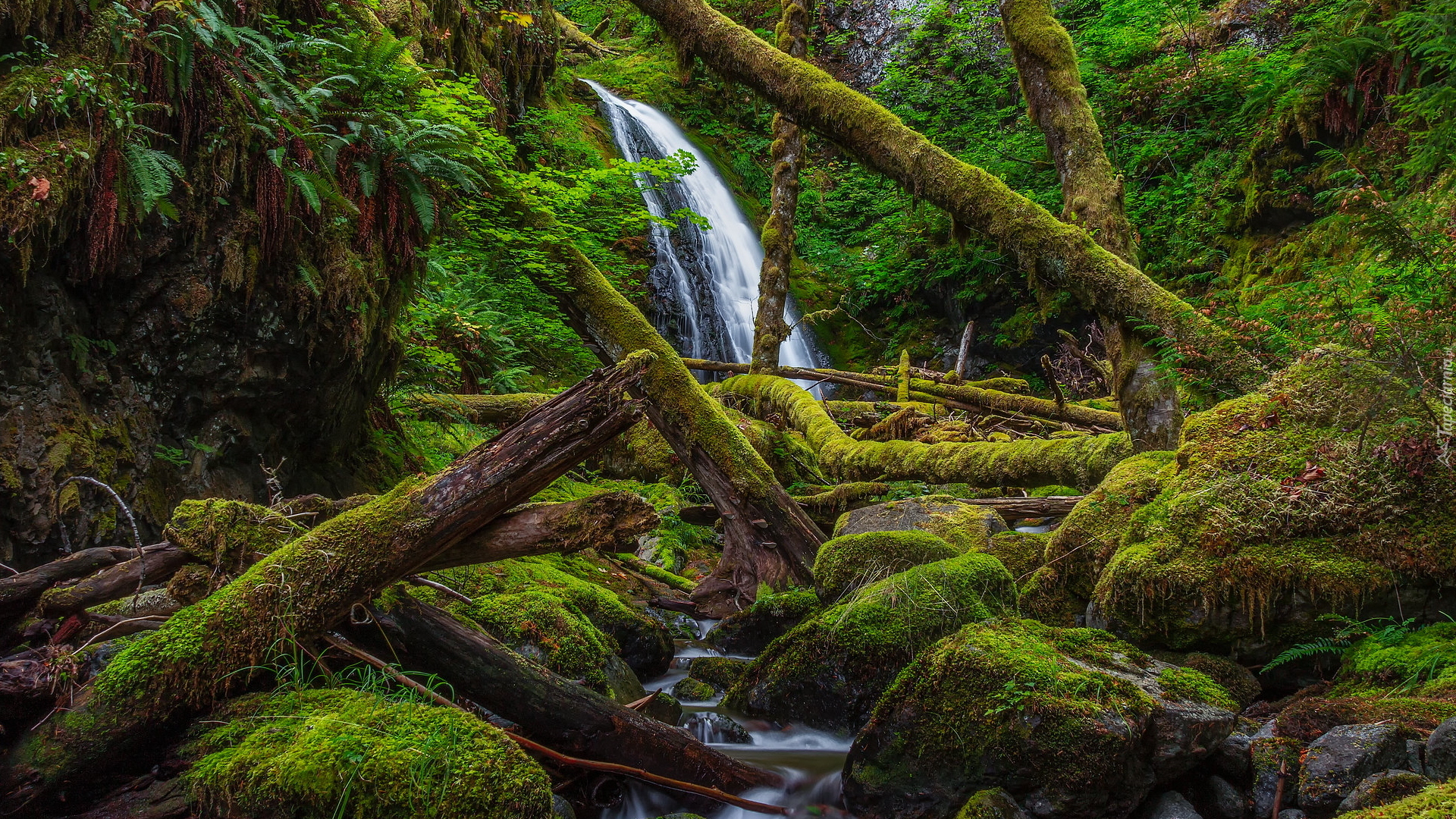 Wodospad, Dry Creek Falls, Las państwowy, Gifford Pinchot, Drzewa, Omszałe, Kamienie, Powalone, Konary, Stan Waszyngton, Stany Zjednoczone