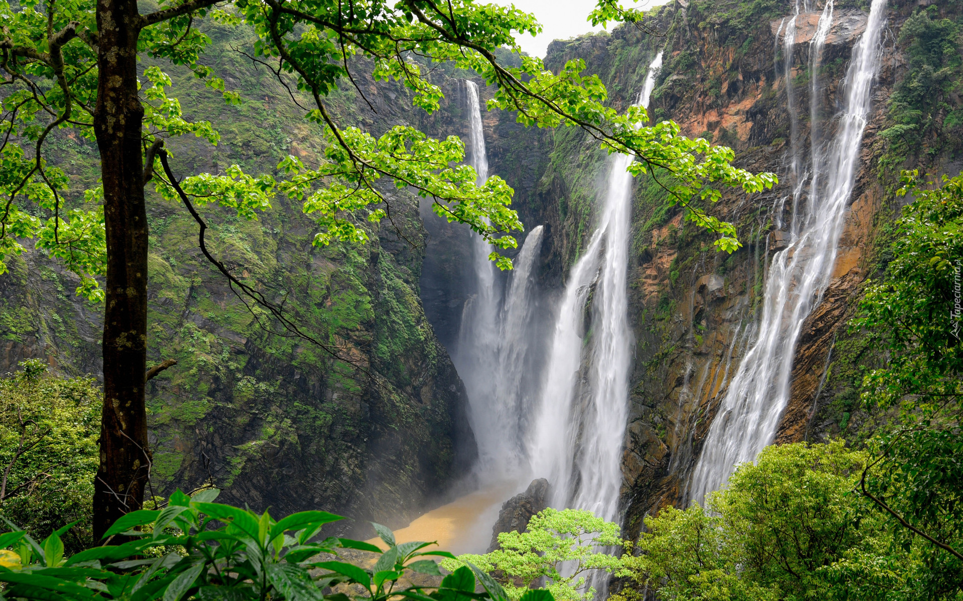 Indie, Stan Karnataka, Wodospad Dźog, Waterfalls Jog, Las, Drzewa, Skała, Rośliny