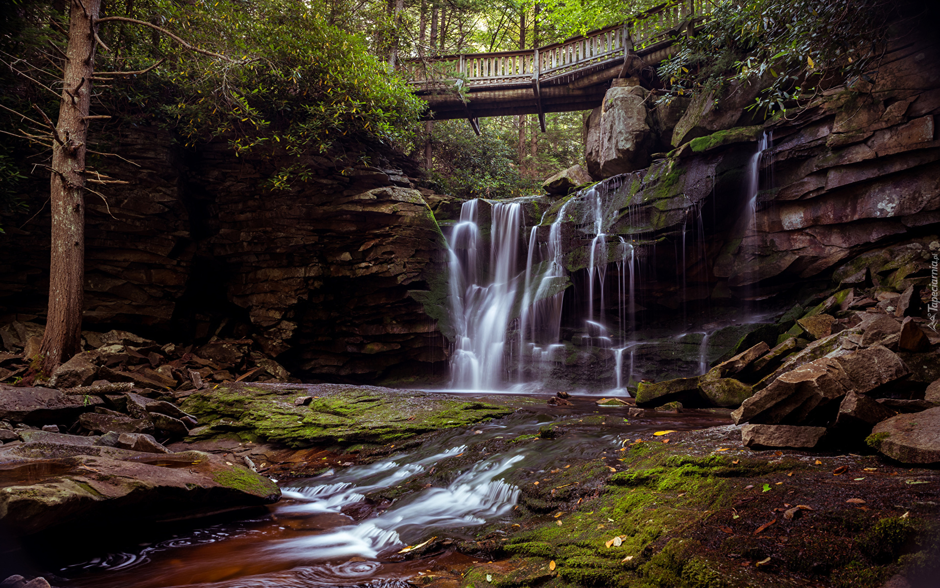 Wodospad, Elekala Falls, Park stanowy, Blackwater Falls State, Most, Las, Drzewa, Omszałe, Skały, Kamienie, Wirginia Zachodnia, Stany Zjednoczone