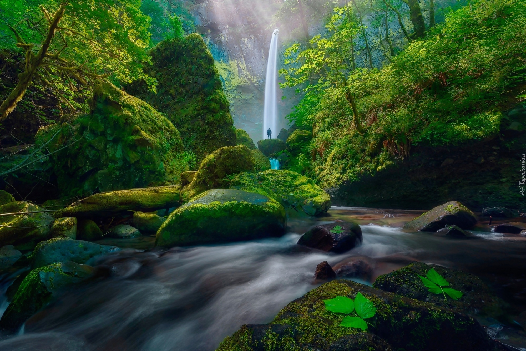 Stany Zjednoczone, Stan Oregon, Rezerwat przyrody Columbia River Gorge, Człowiek, Las, Wodospad Elowah Falls, Potok McCord Creek, Rzeka, Kamienie