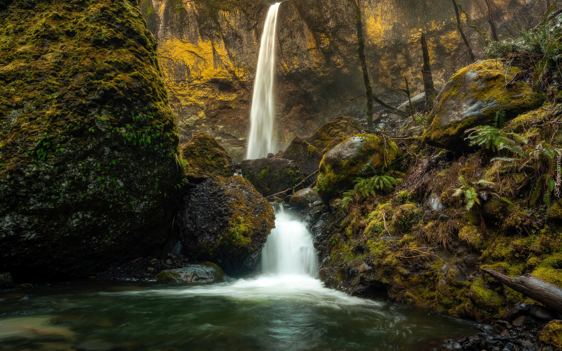 Las, Wodospad, Elowah Falls, Omszona, Skała, Kamienie, Rzeka, McCord Creek, Oregon, Stany Zjednoczone