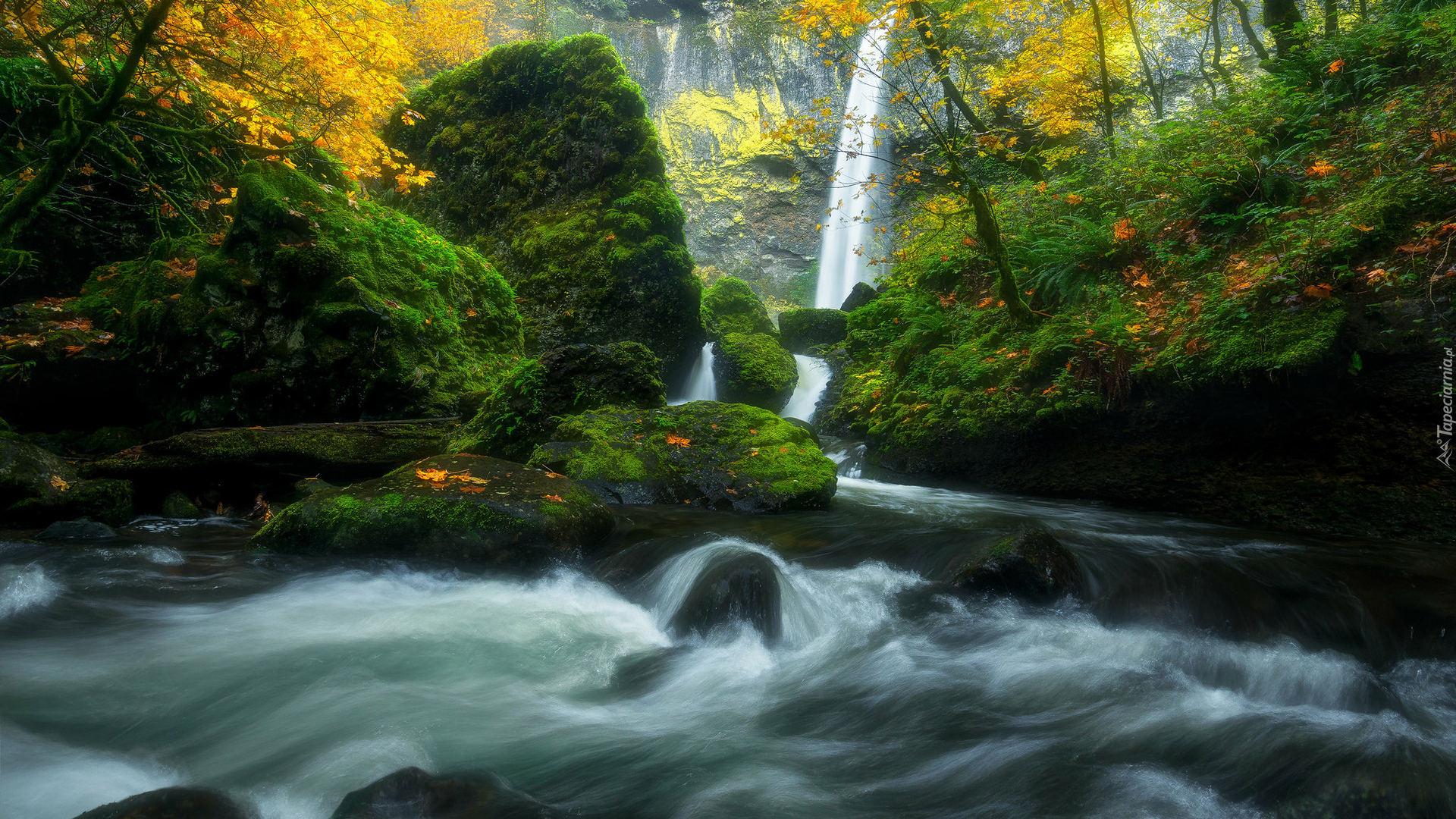 Las, Wodospad, Elowah Falls, Rzeka, Columbia River, Omszałe, Skały, Oregon, Stany Zjednoczone
