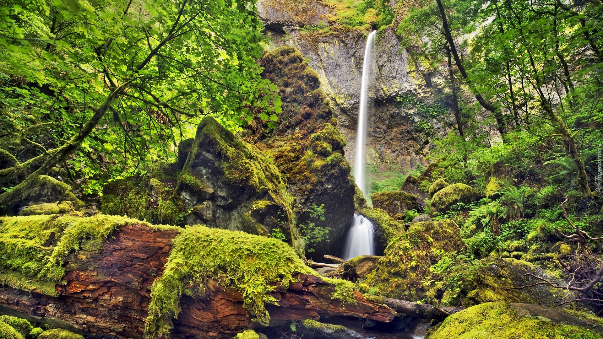 Wodospad Elowah Falls, Potok McCord Creek, Rezerwat przyrody Columbia River Gorge, Stan Oregon, Stany Zjednoczone, Las, Drzewa, Krzewy, Mech, Skały