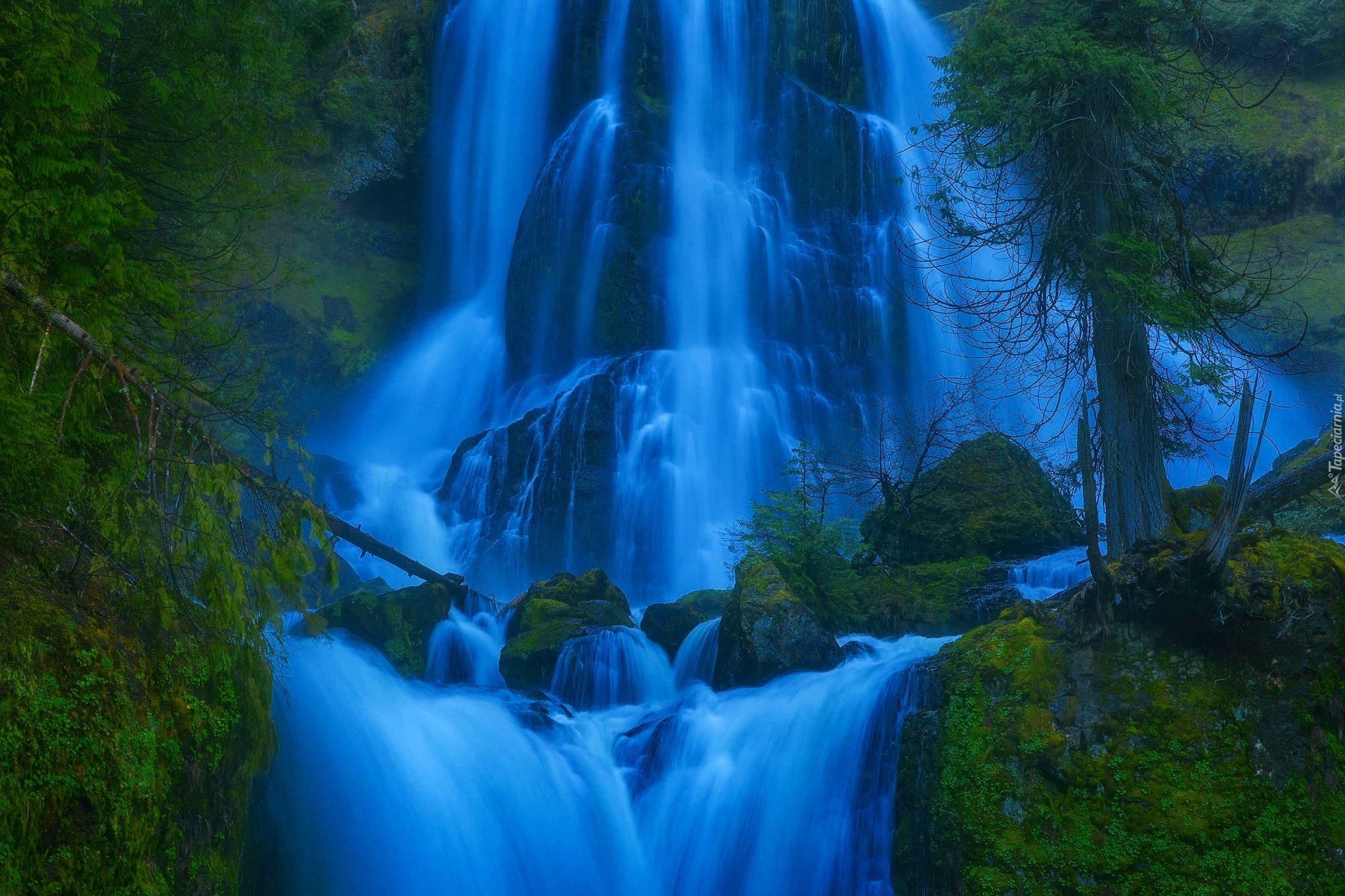 Stany Zjednoczone, Stan Waszyngton, Wodospad Fall Creek Falls, Las,  Gifford Pinchot National Forest