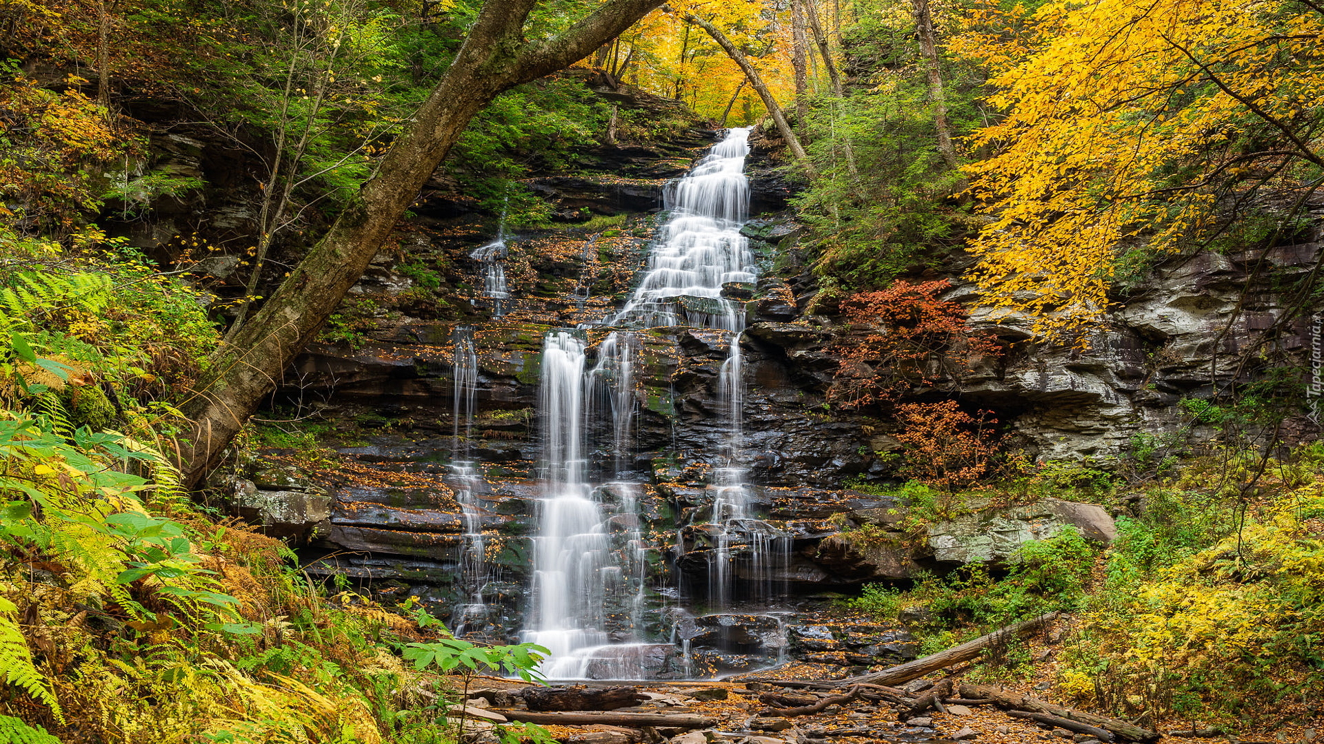 Wodospad, Ganoga Falls, Skała, Drzewa, Paprocie, Jesień, Park stanowy Ricketts Glen, Pensylwania, Stany Zjednoczone