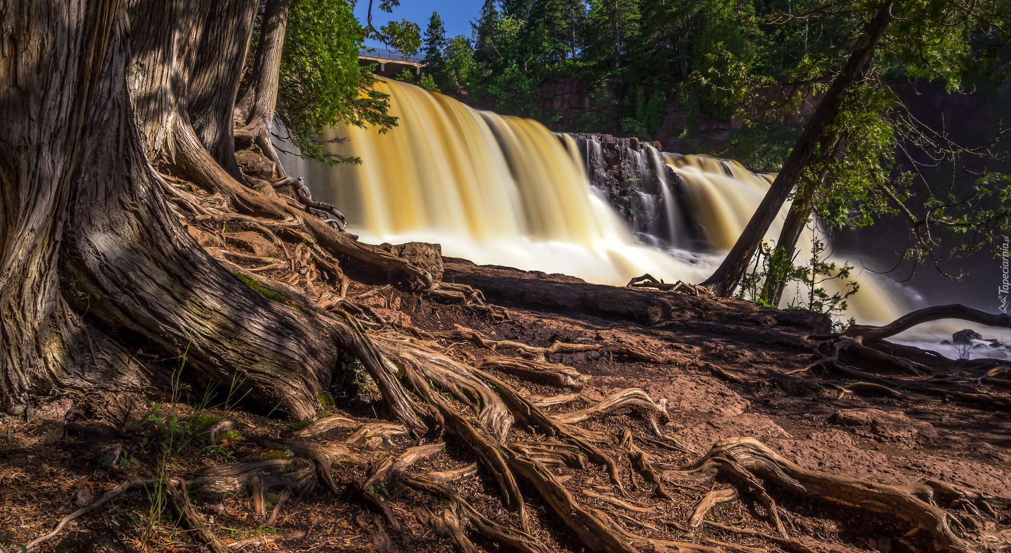 Drzewo, Korzenie, Wodospad, Gooseberry Falls, Most, Park stanowy Gooseberry Falls, Minesota, Stany Zjednoczone