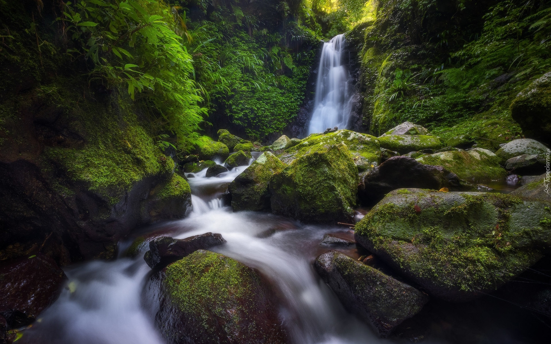 Australia, Queensland, Las, Wodospad, Gwongurai Falls, Rzeka, Toolona Creek, Park Narodowy Lamington, Kamienie, Omszałe