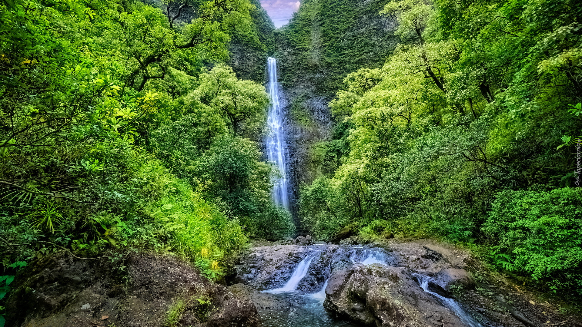 Zielony, Las, Drzewa, Wodospad, Hanakapiai Falls, Rzeka, Skała, Wyspa Kauai, Hawaje, Stany Zjednoczone