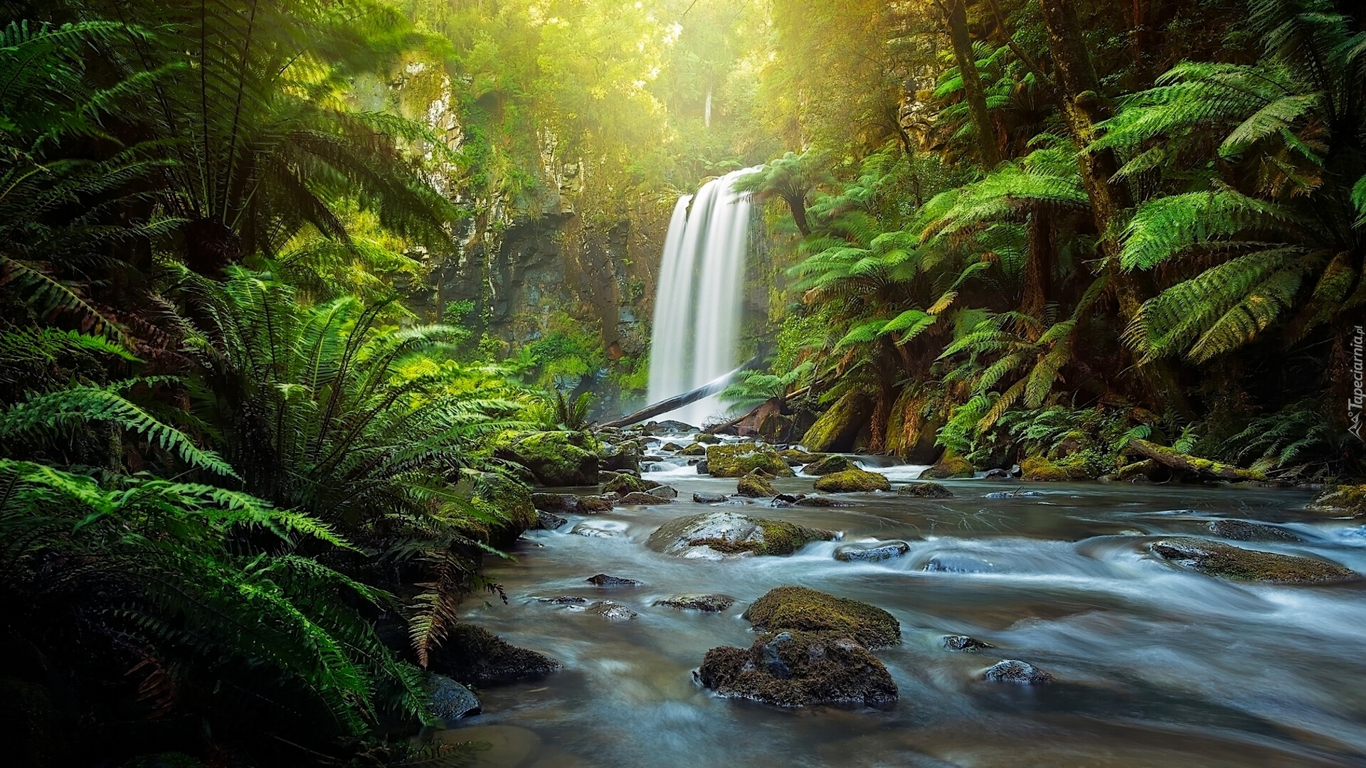 Wodospad Hopetoun Falls, Park Narodowy Great Otway, Stan Wiktoria, Australia, Rzeka Aire, Las, Paprocie