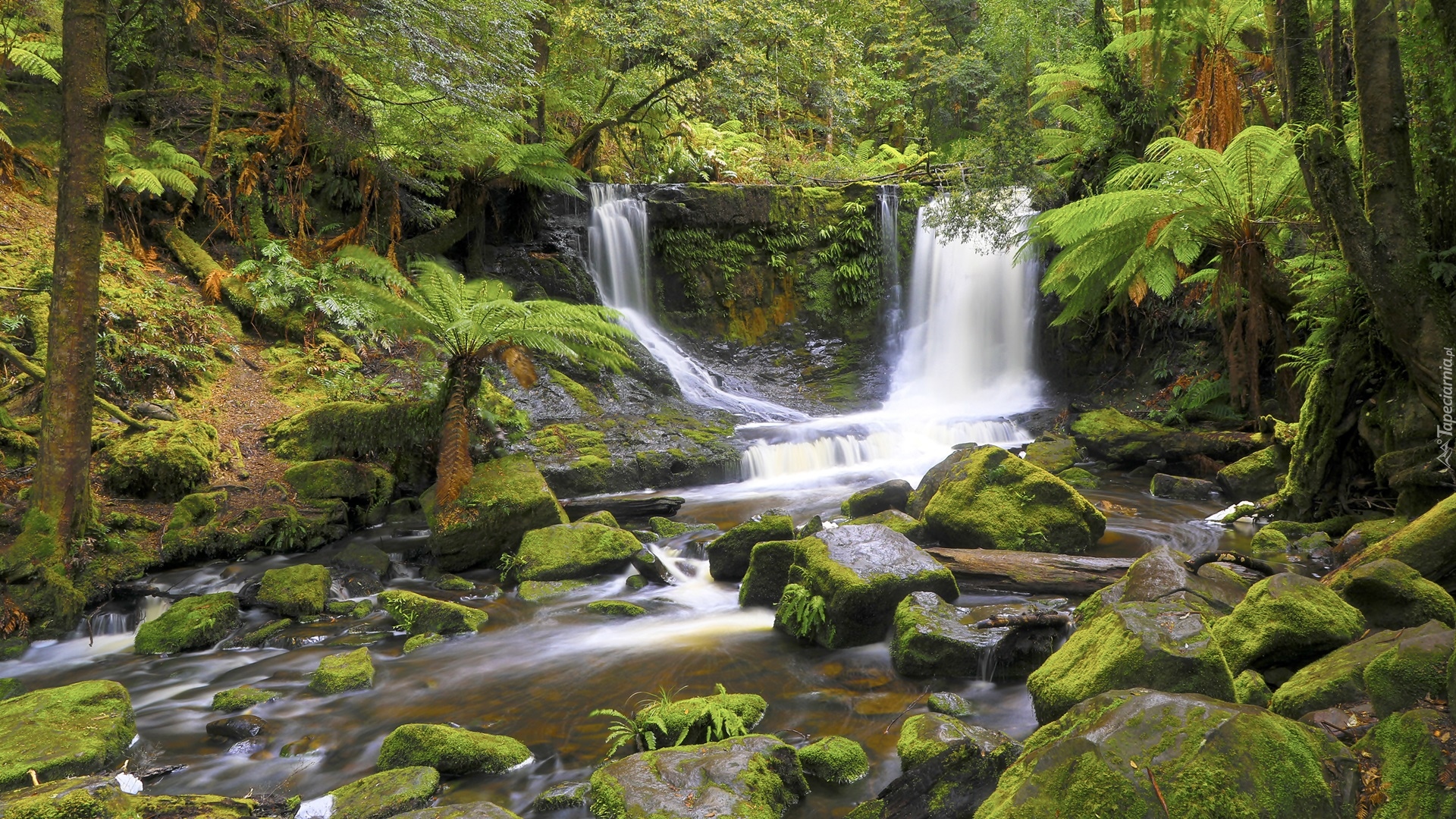 Wodospad, Horseshoe Falls, Skała, Omszałe, Kamienie, Paprocie, Las, Rzeka, Park Narodowy Mount Field, Stan Tasmania, Australia