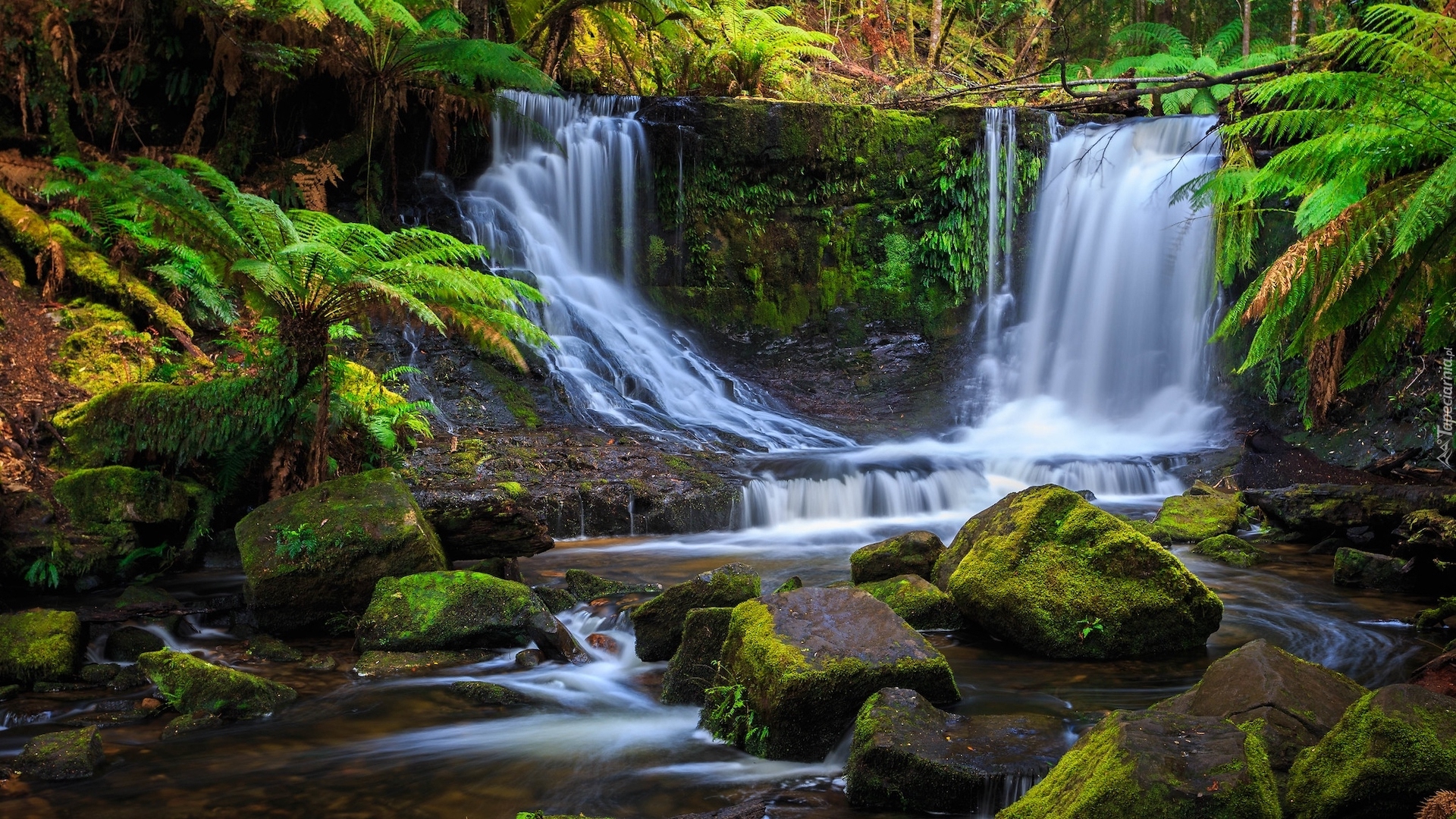 Wodospad, Horseshoe Falls, Skały, Kamienie, Paprocie, Park Narodowy Mount Field, Tasmania, Australia