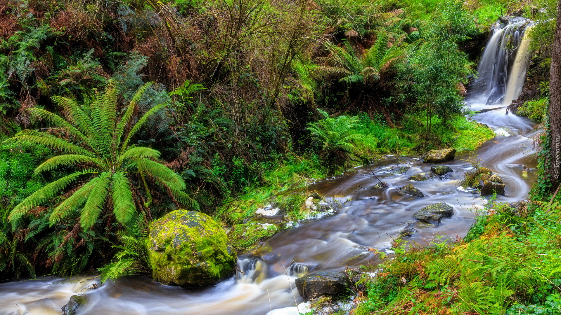 Wodospad, Sailors Falls, Rzeka, Sailors Creek, Drzewa, Paprocie, Kamienie, Musk Vale, Stan Wiktoria, Australia