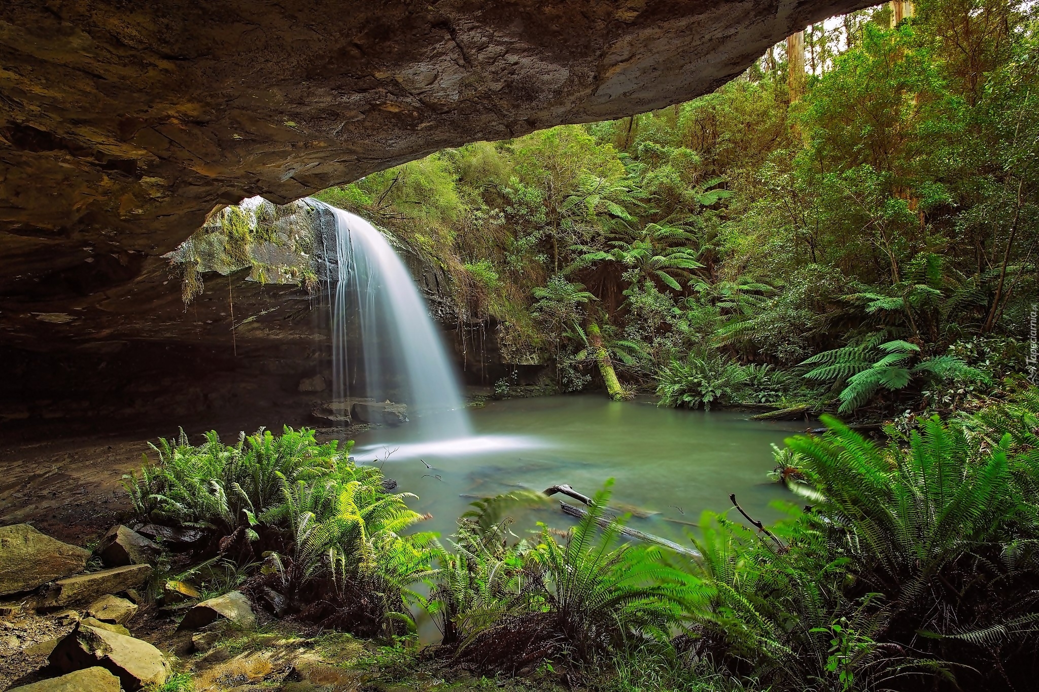 Australia, Park Narodowy Great Otway, Wodospad Kalimna, Paprocie, Skała