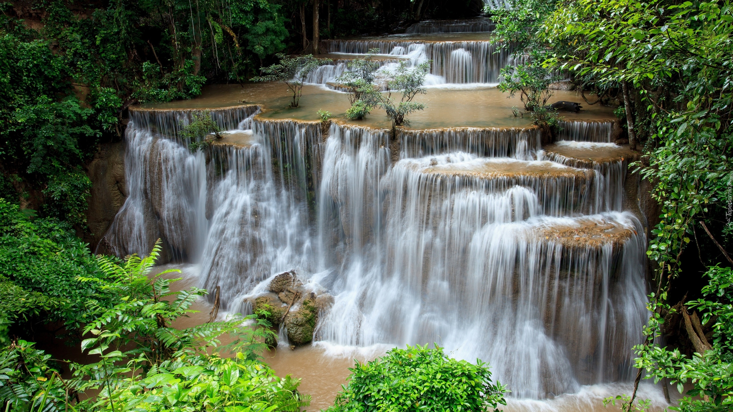 Tajlandia, Prowincja Kanchanaburi, Wodospad Huai Mae Khamin, Drzewa