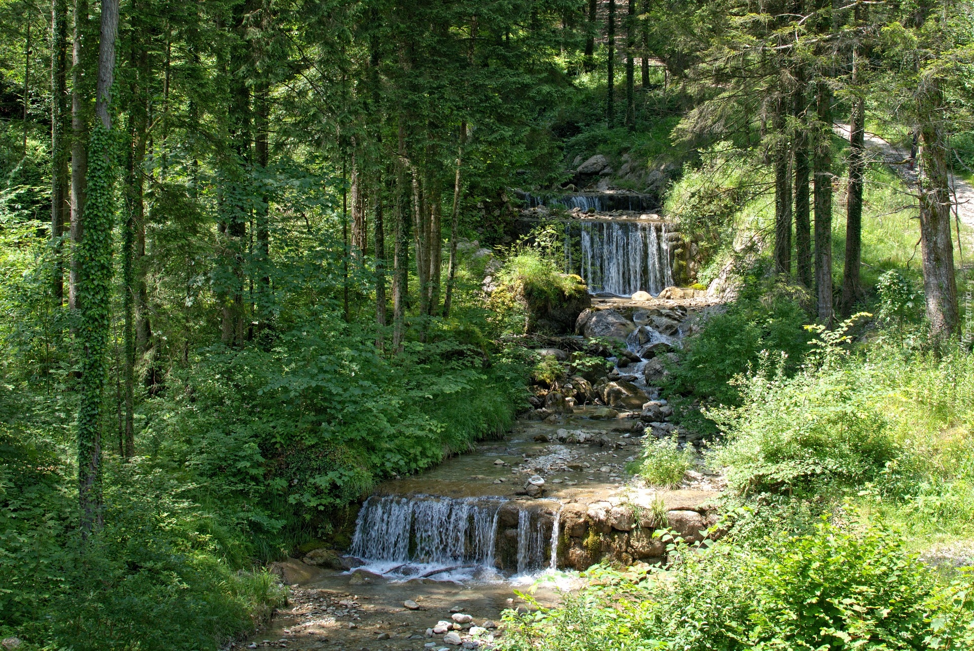 Strumień, Rzeka, Wodospad, Kaskada, Drzewa, Las, Roślinność, Pogodny, Dzień, Lato