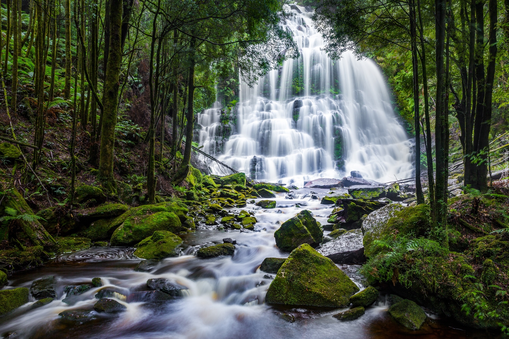 Las, Drzewa, Skały, Wodospad, Nelson Falls, Kamienie, Mech, Potok, Tasmania, Australia