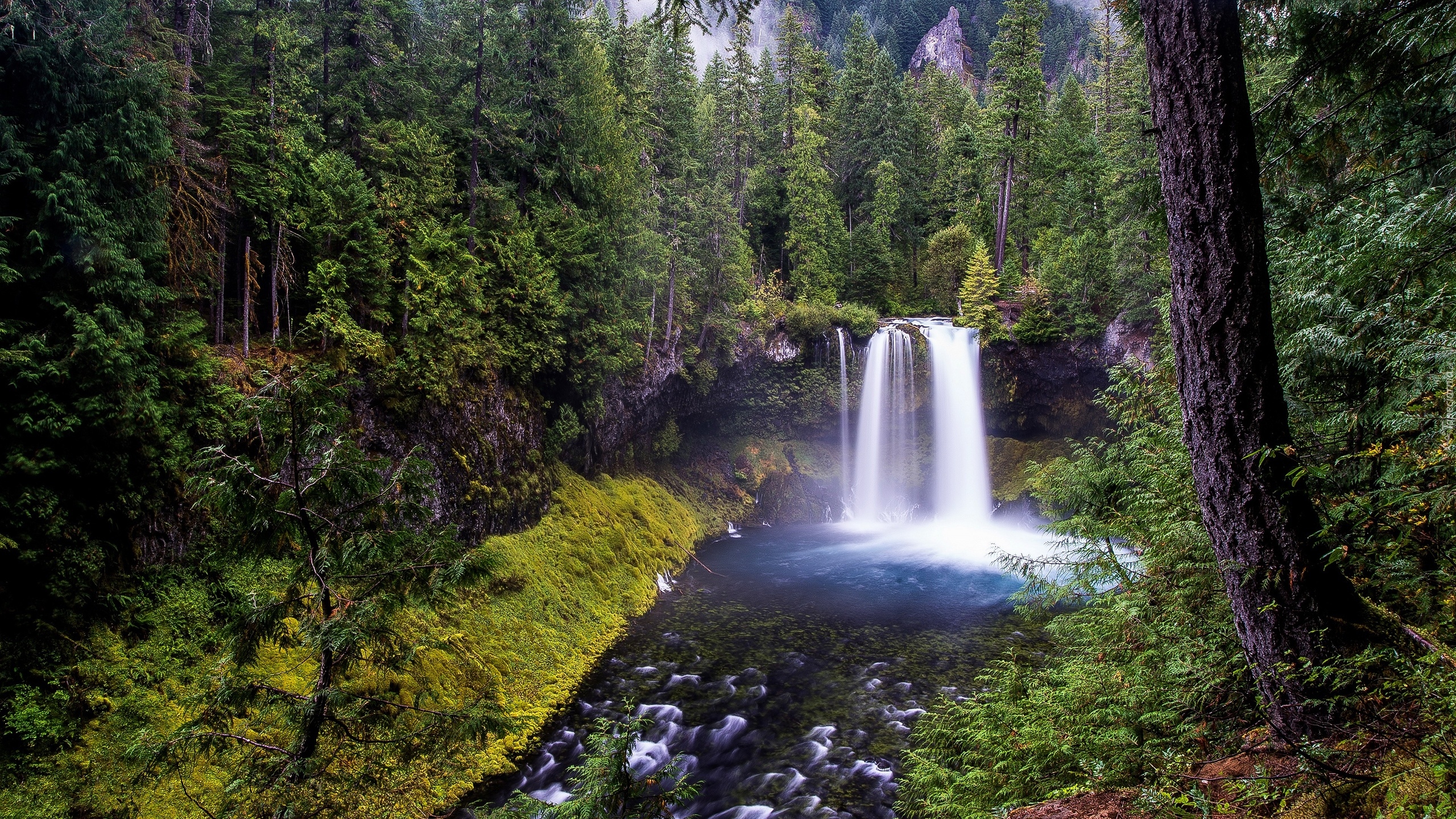 Las, Drzewa, Wodospad, Koosah Falls, Rzeka, McKenzie River, Skały, Kamienie, Oregon, Stany Zjednoczone