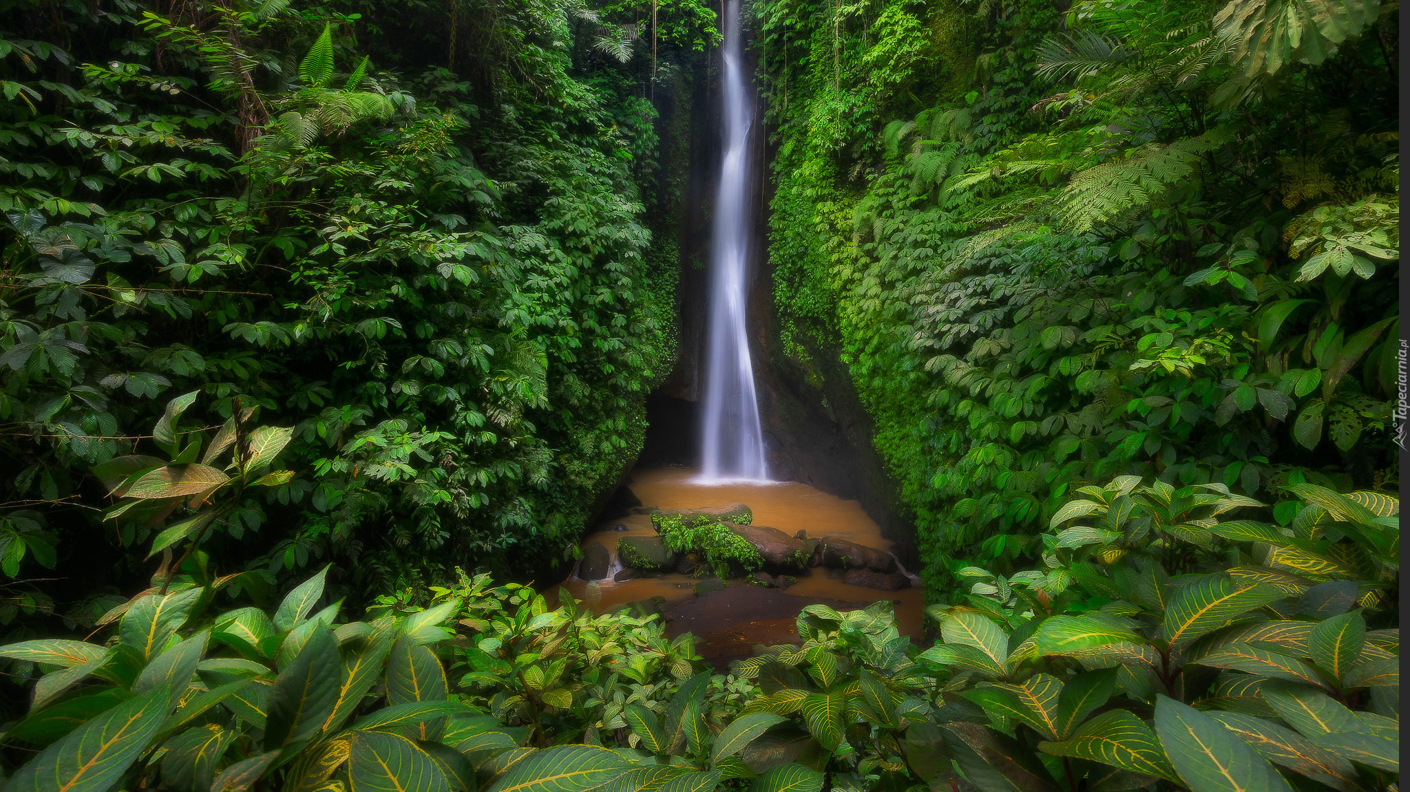 Wodospad, Leke Leke Waterfall, Las, Drzewa, Liście, Rośliny, Bali, Indonezja