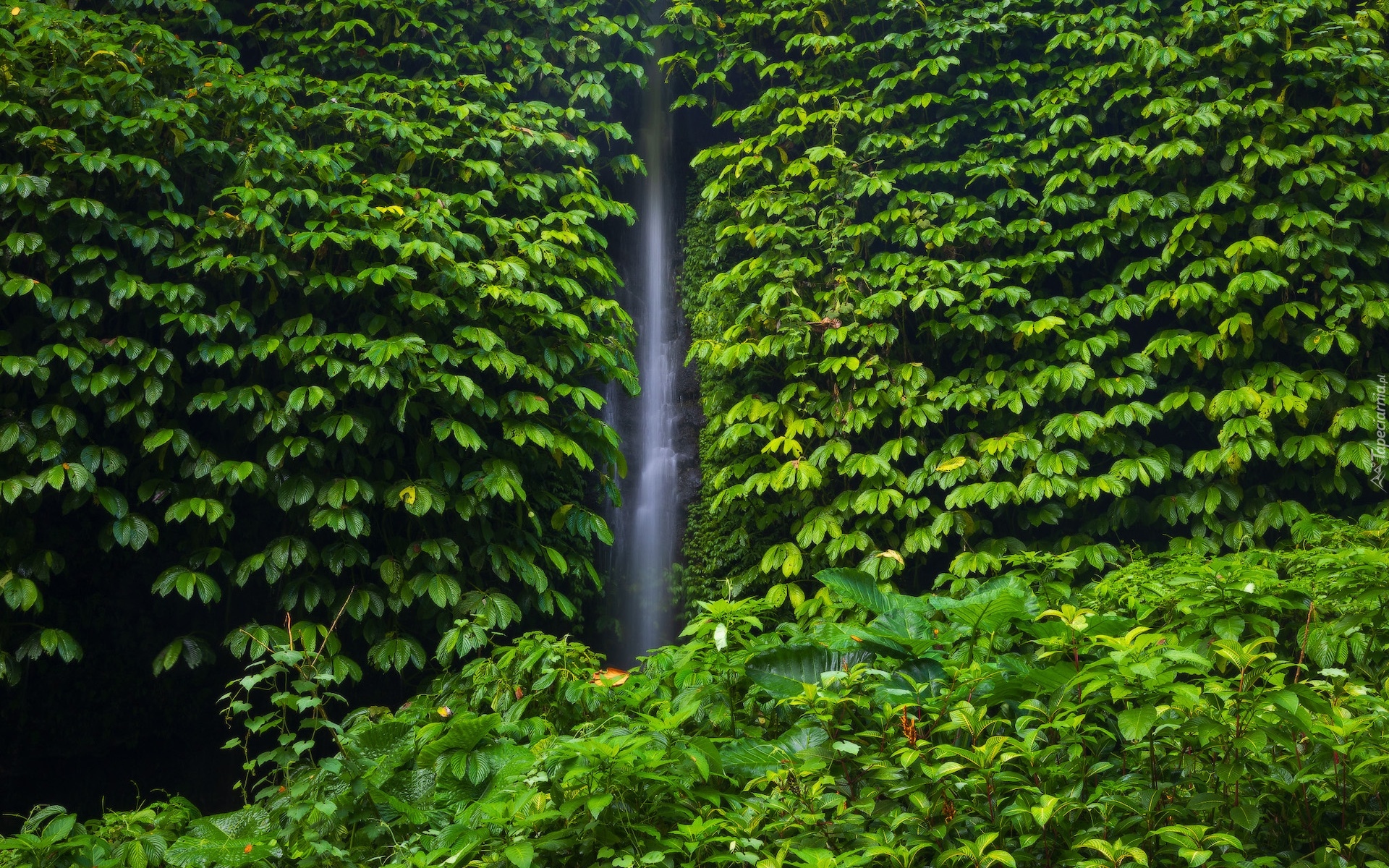 Wodospad, Leke Leke Waterfall, Drzewa, Liście, Rośliny, Bali, Indonezja