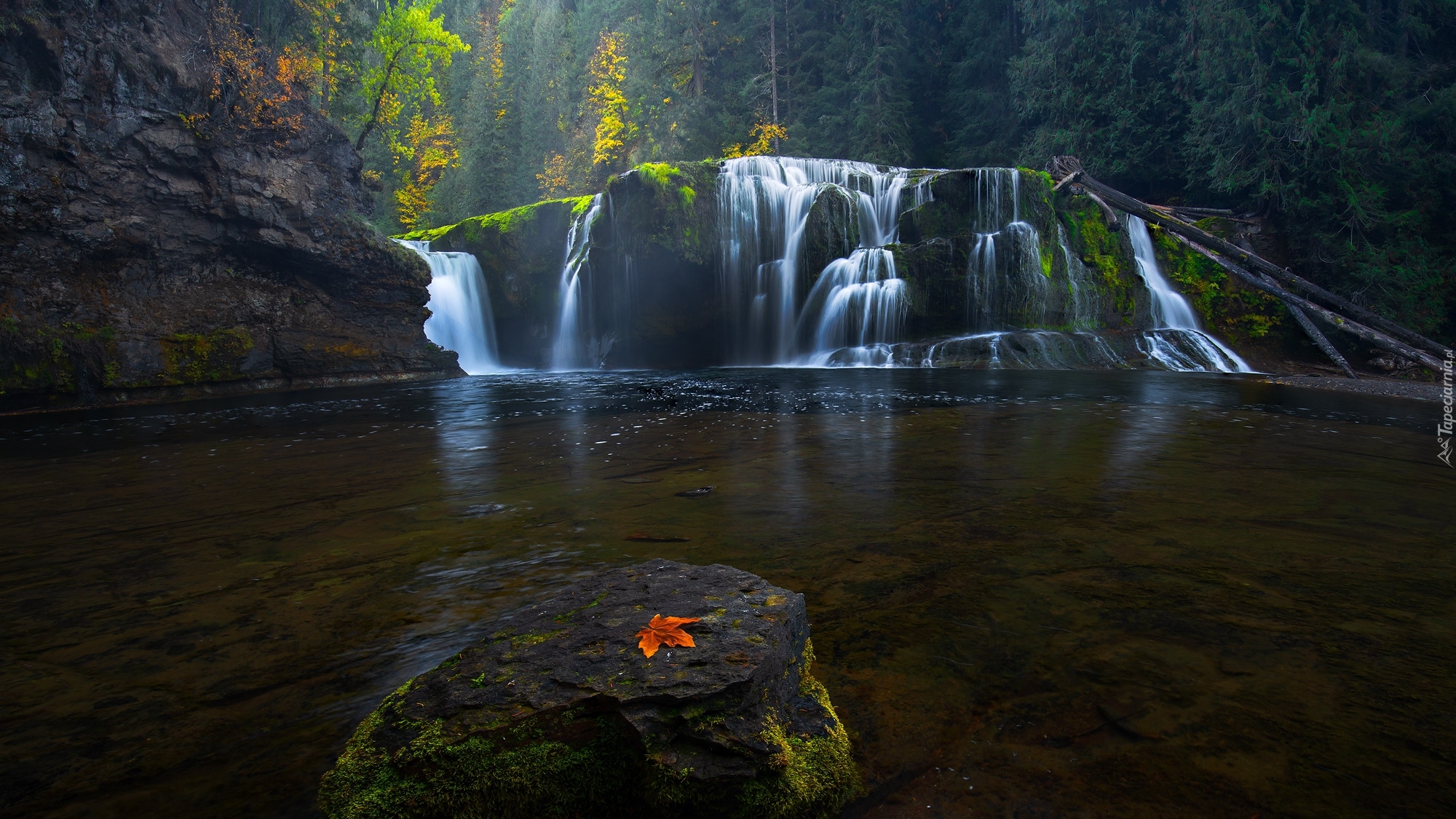 Omszałe, Kamień, Las, Liść, Wodospad Lower Lewis River Falls, Osada Cougar, Stan Waszyngton, Stany Zjednoczone