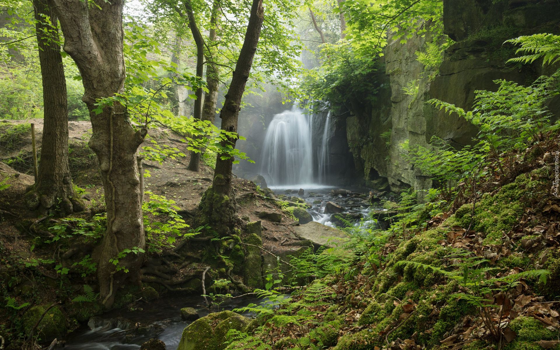 Las, Drzewa, Strumień, Rzeka, Wodospad Lumsdale Falls, Miejscowość Matlock, Hrabstwo Derbyshire, Anglia