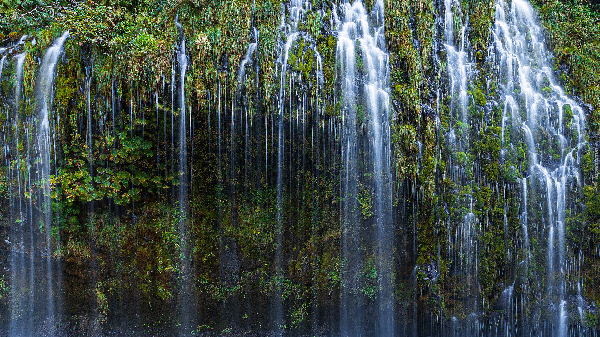 Wodospad, Mossbrae Falls, Rośliny, Kalifornia, Stany Zjednoczone
