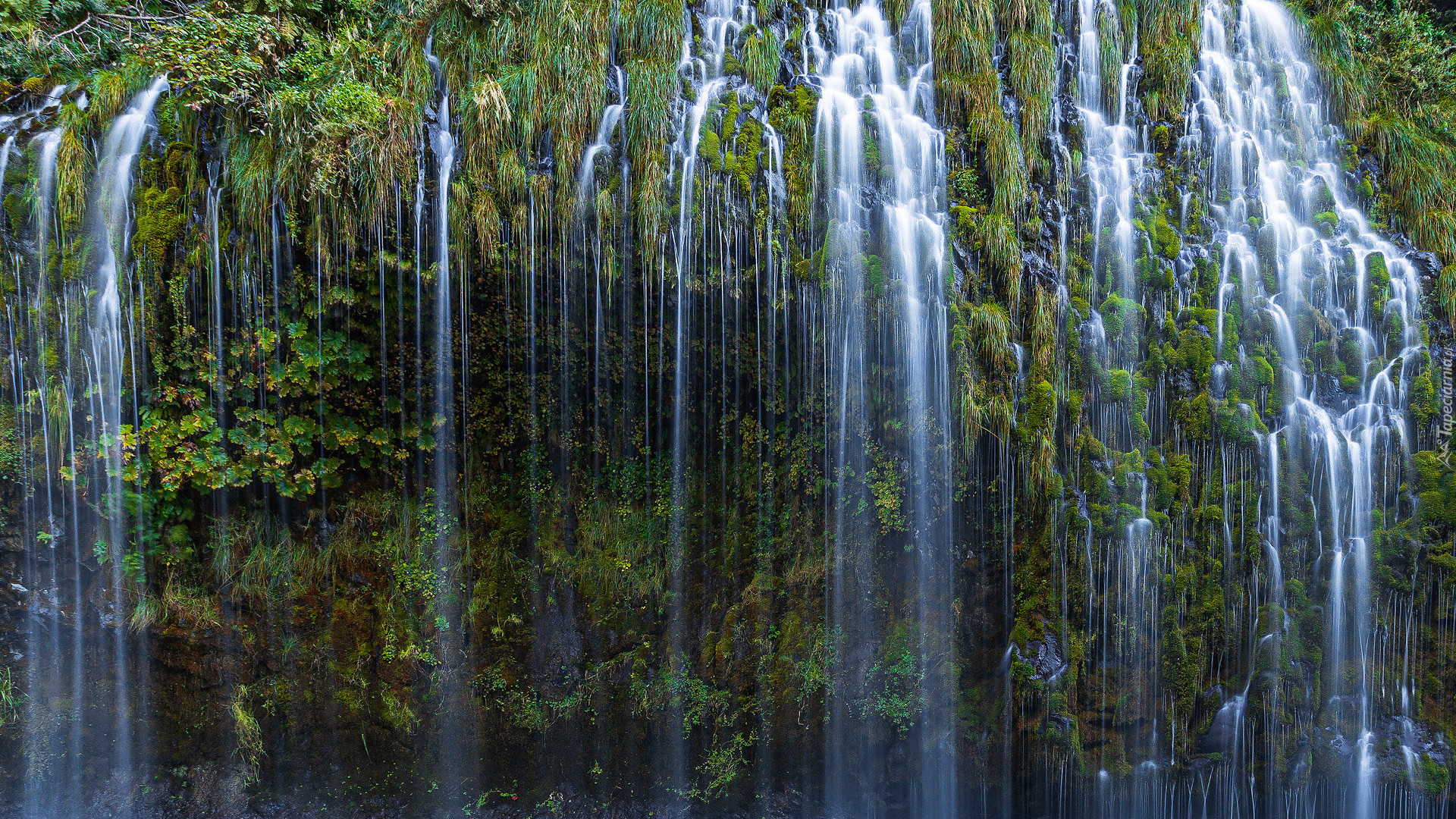 Wodospad, Mossbrae Falls, Rośliny, Kalifornia, Stany Zjednoczone