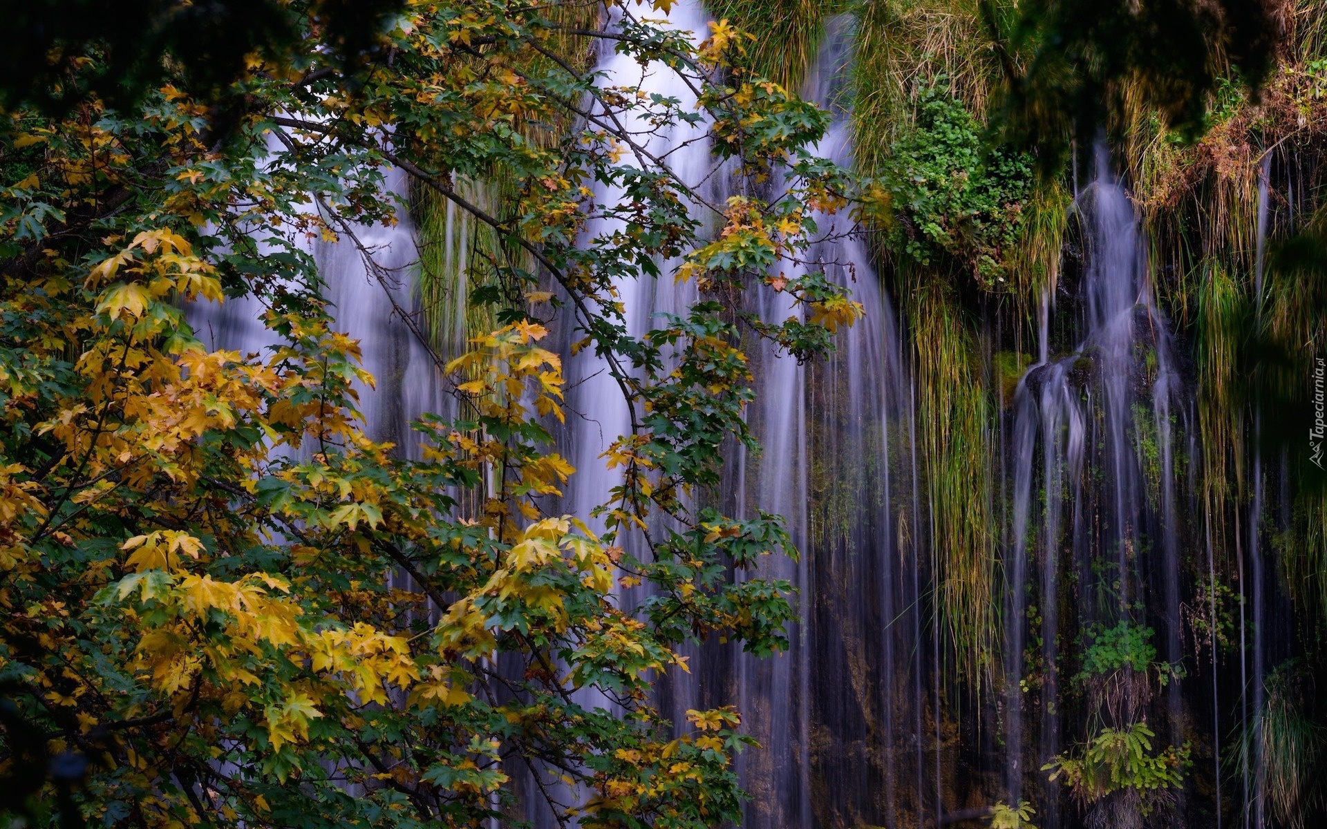 Wodospad Mossbrae Falls, Drzewa, Jesień, Hrabstwo Siskiyou, Dunsumuir, Stan Kalifornia, Stany Zjednoczone