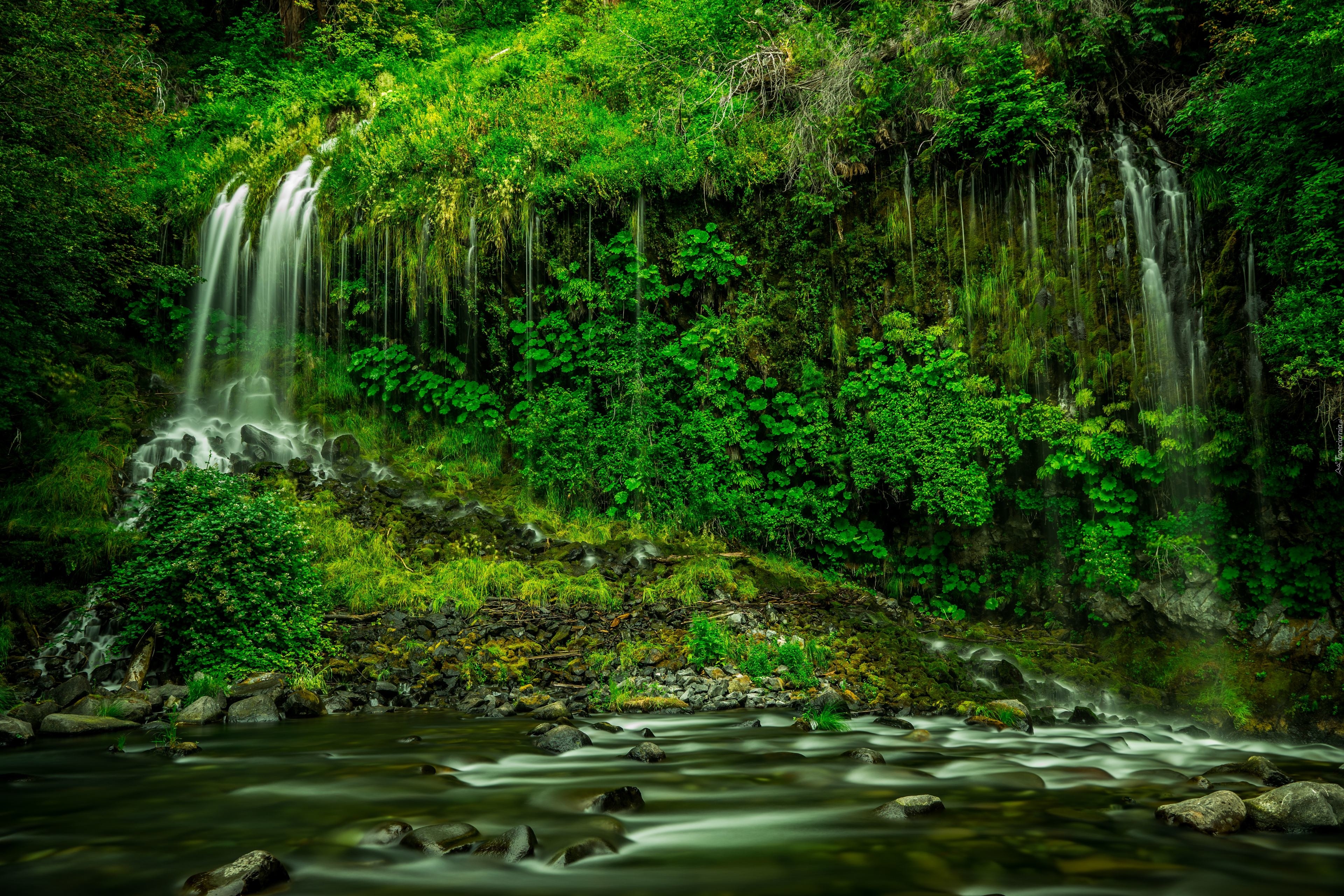 Wodospad Mossbrae Falls, Roślinność, Rzeka, Hrabstwo Siskiyou, Stan Kalifornia, Stany Zjednoczone