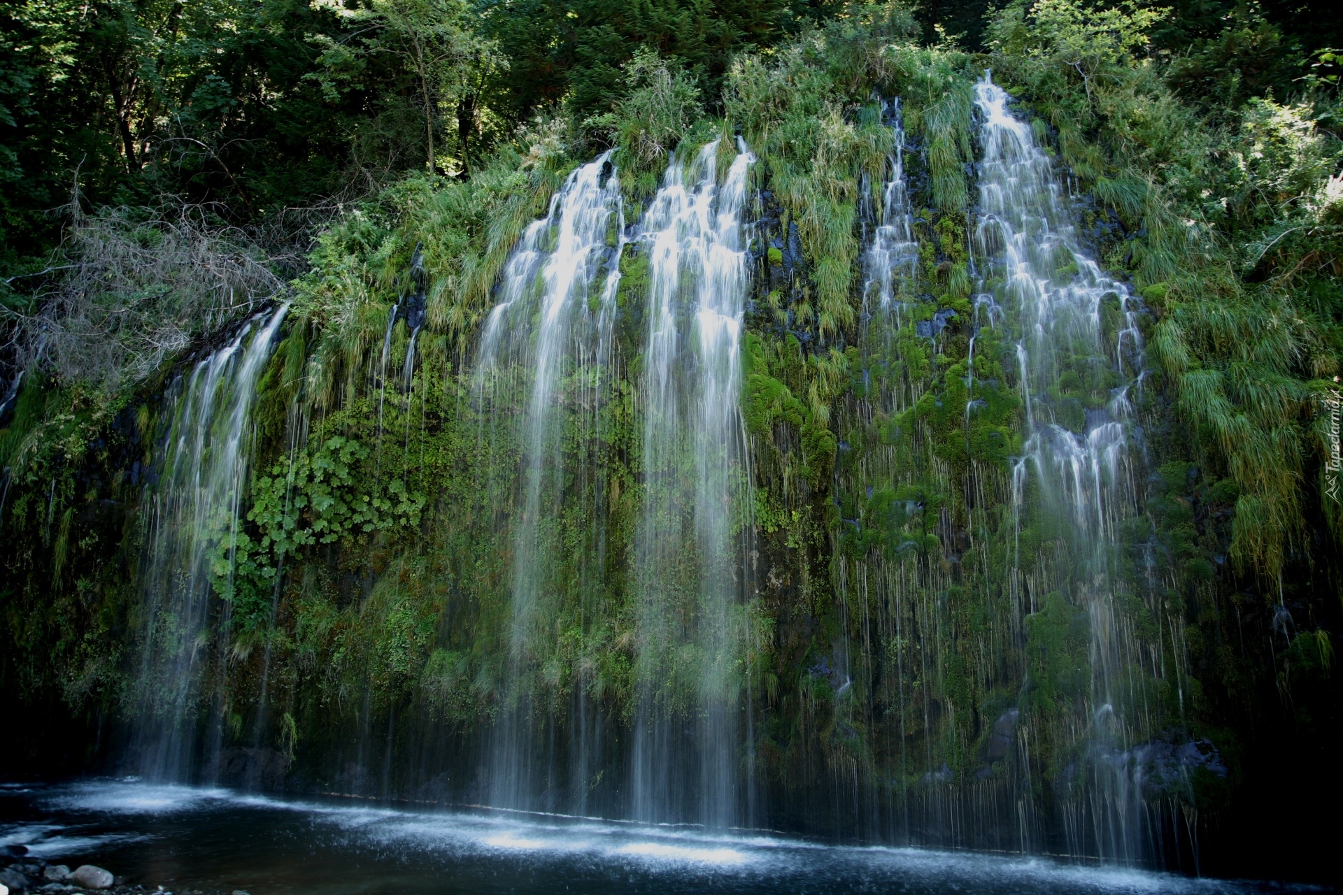 Wodospad Mossbrae Falls, Rośliny, Stan Kalifornia, Stany Zjednoczone