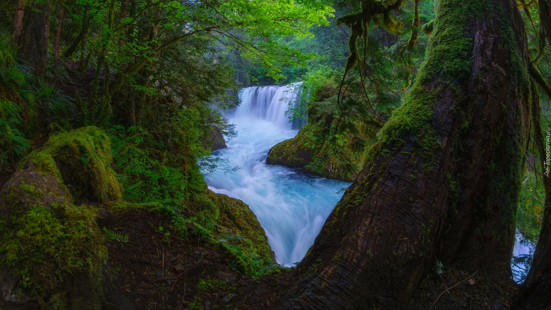 Wodospad, Rwąca, Rzeka, Drzewa, Roślinność, Las