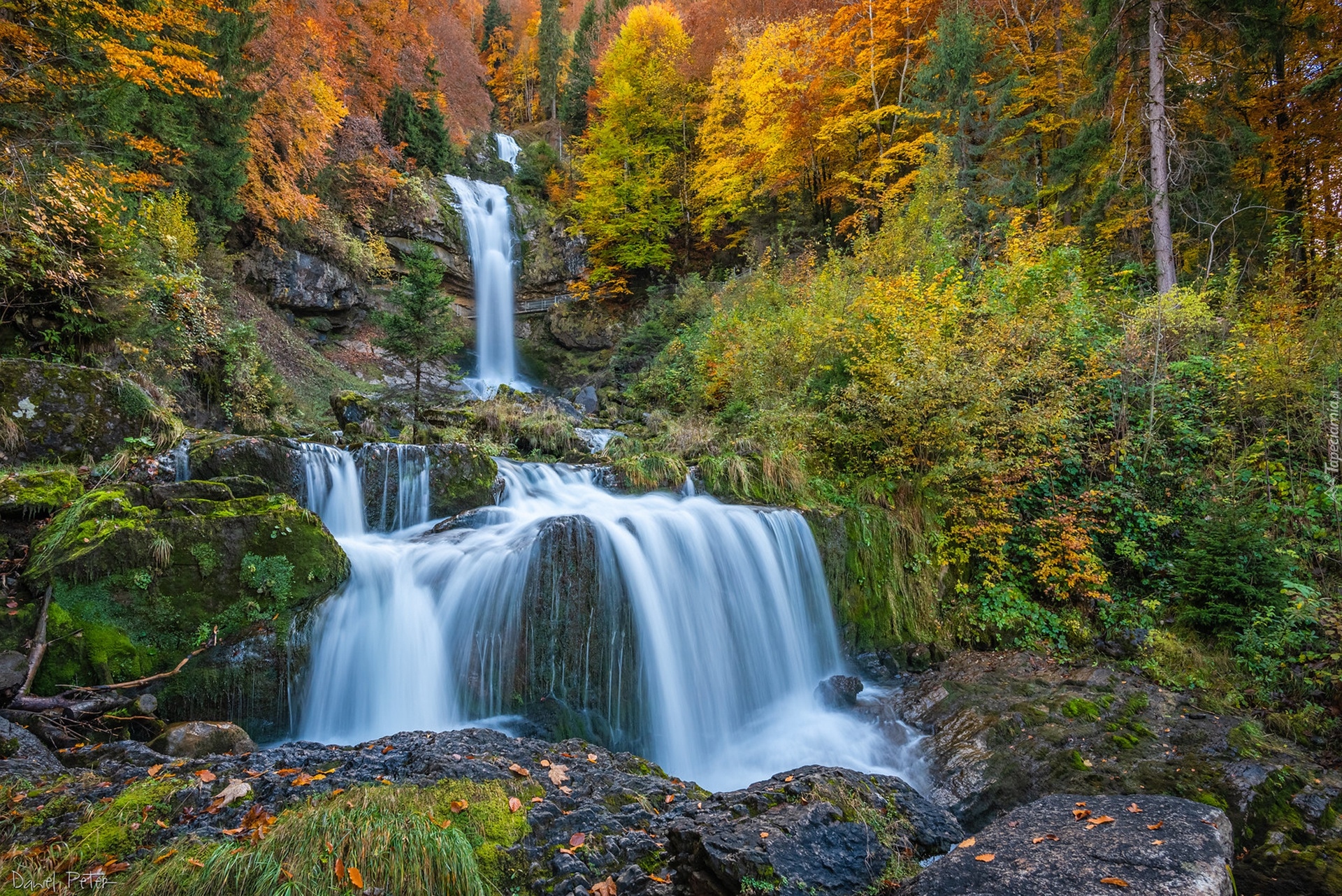 Las, Drzewa, Skały, Wodospad, Giessbach Falls, Mech, Rośliny, Jesień, Szwajcaria