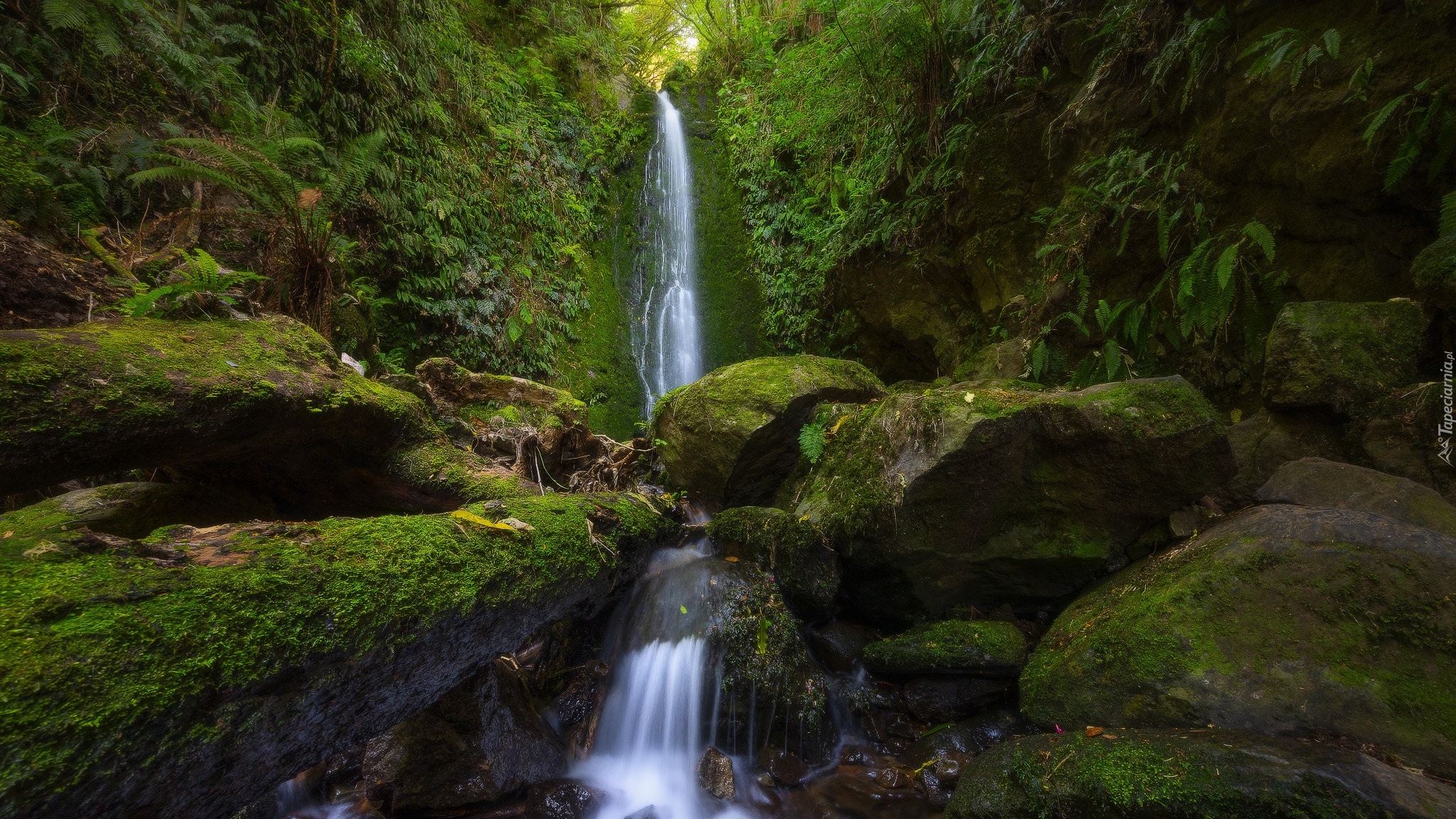 Nowa Zelandia, Dunedin, Wodospad, Nicols Falls, Roślinność, Kamienie, Omszałe