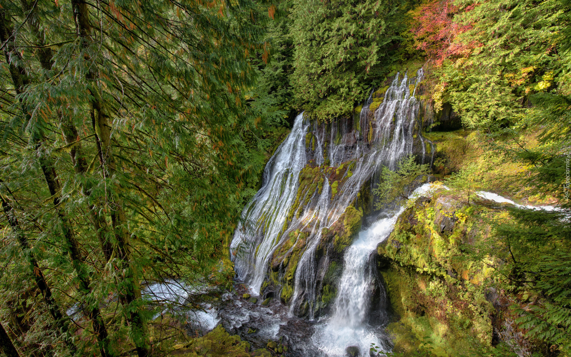 Las, Drzewa, Wodospad, Panther Creek Falls, Gifford Pinchot National Forest, Stan Waszyngton, Stany Zjednoczone