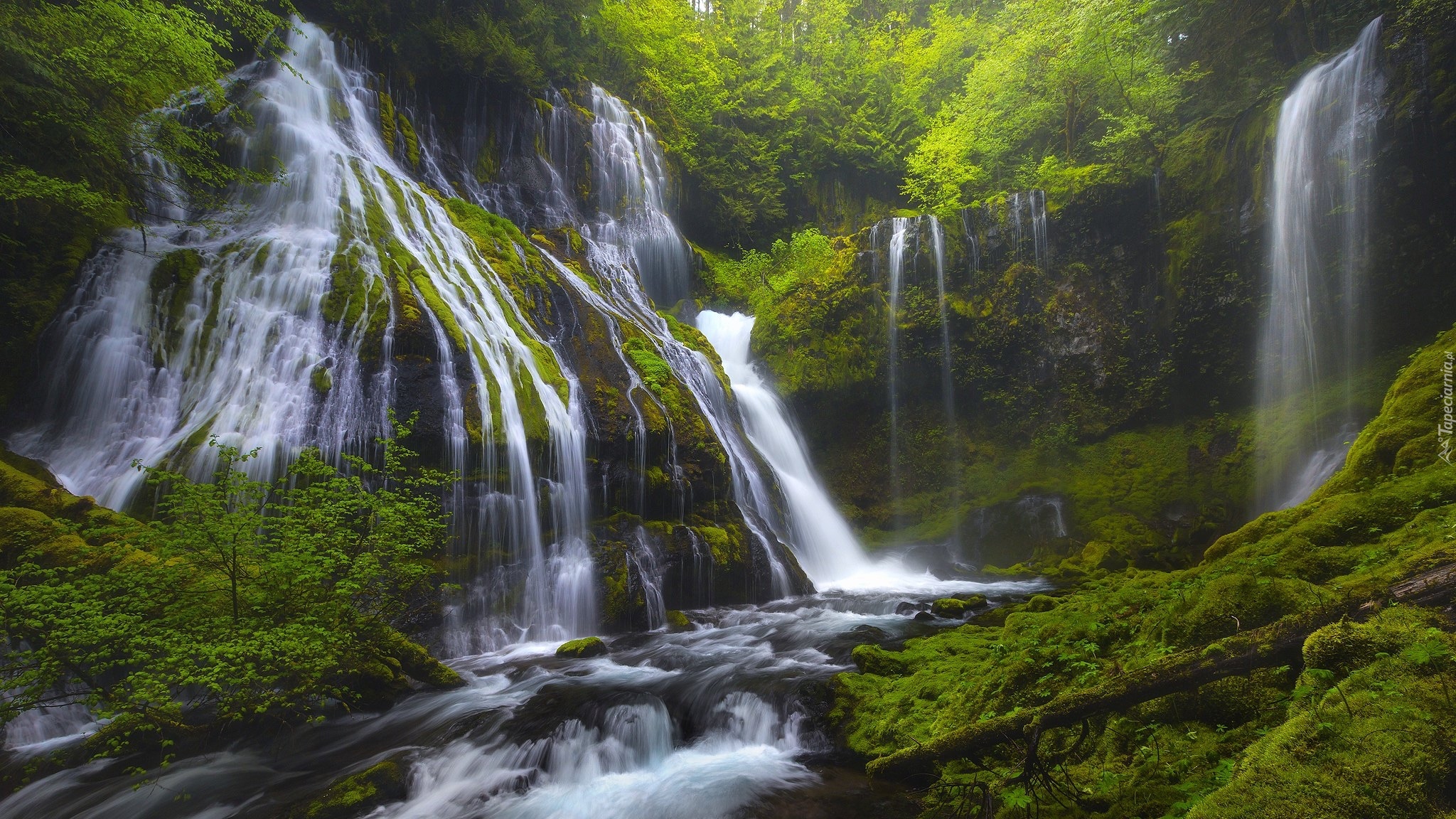 Stany Zjednoczone, Stan Waszyngton, Las, Drzewa, Roślinność, Wodospad Panther Creek Falls, Miejsce chronione, Gifford Pinchot National Forest